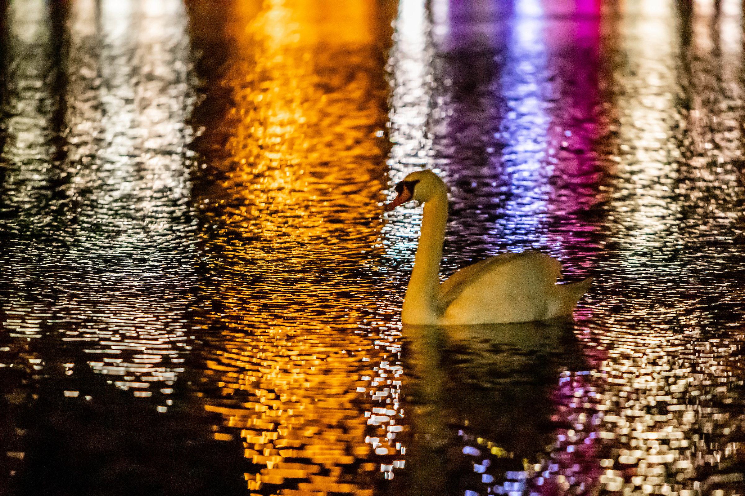 Nocturne: The Swan....