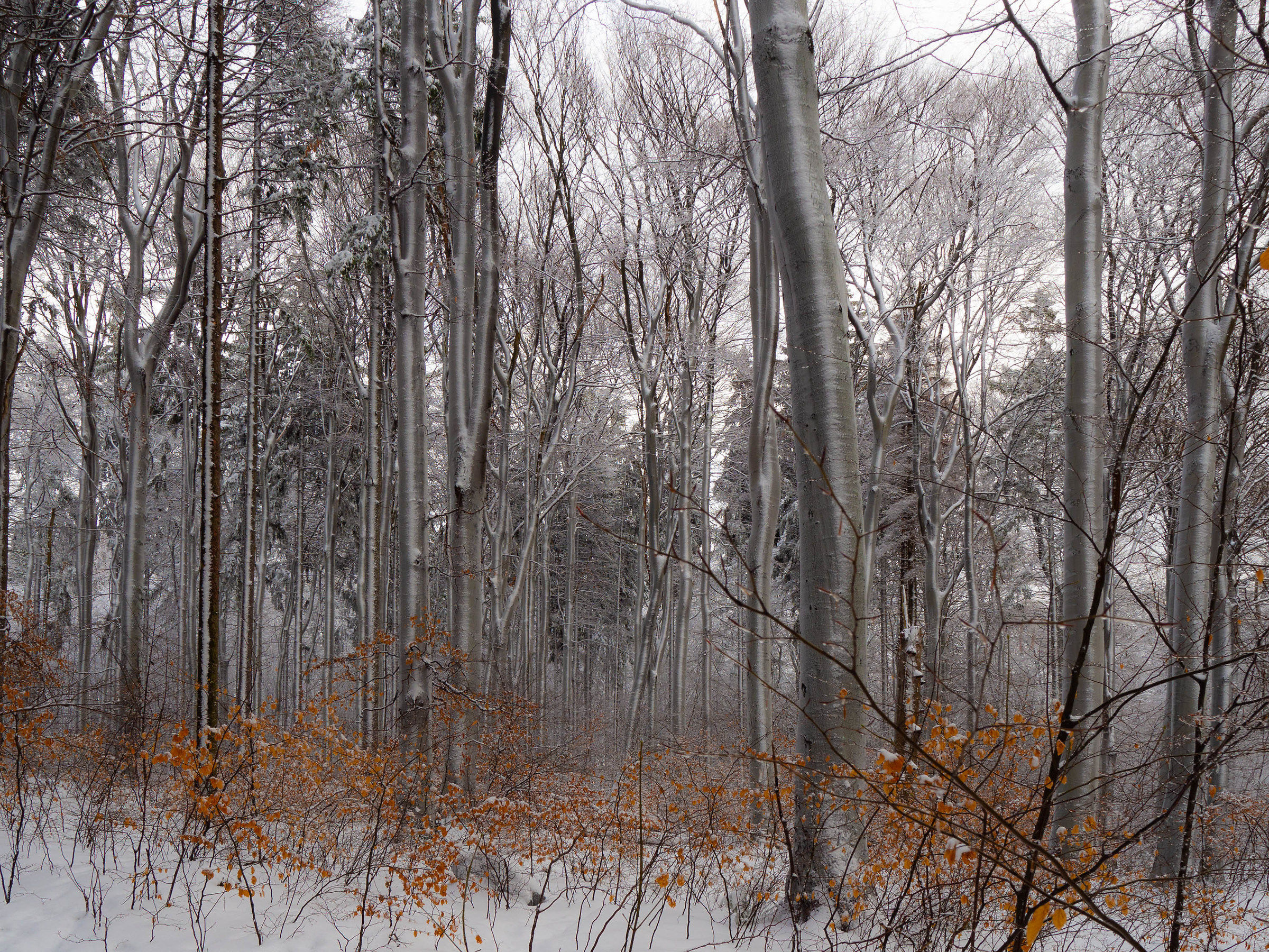 La foresta in winter1...