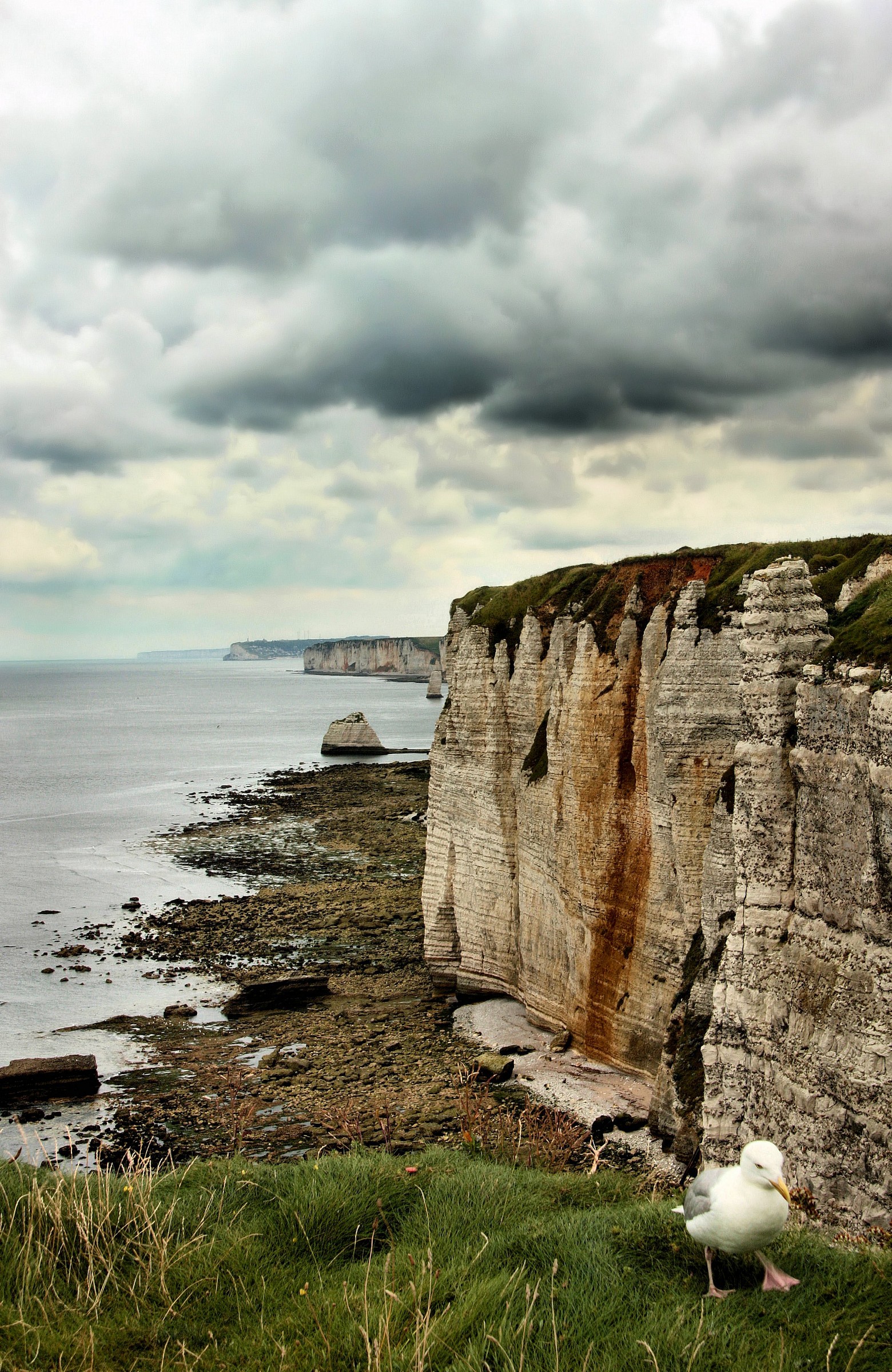 A resident of the cliffs of Etretat...