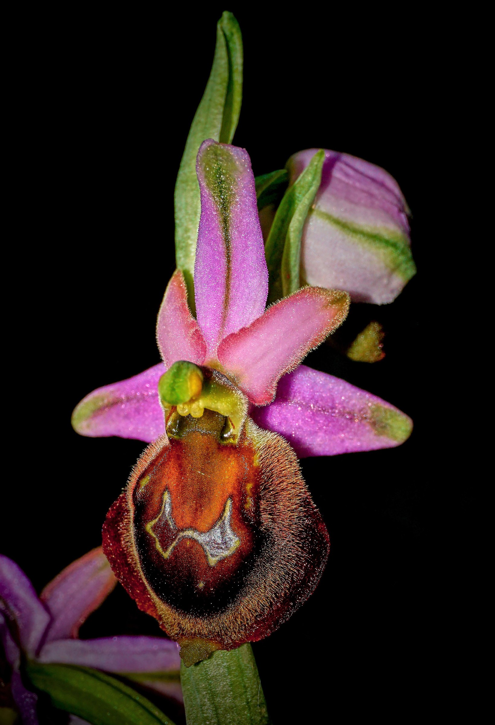 Ophrys crabronifera...