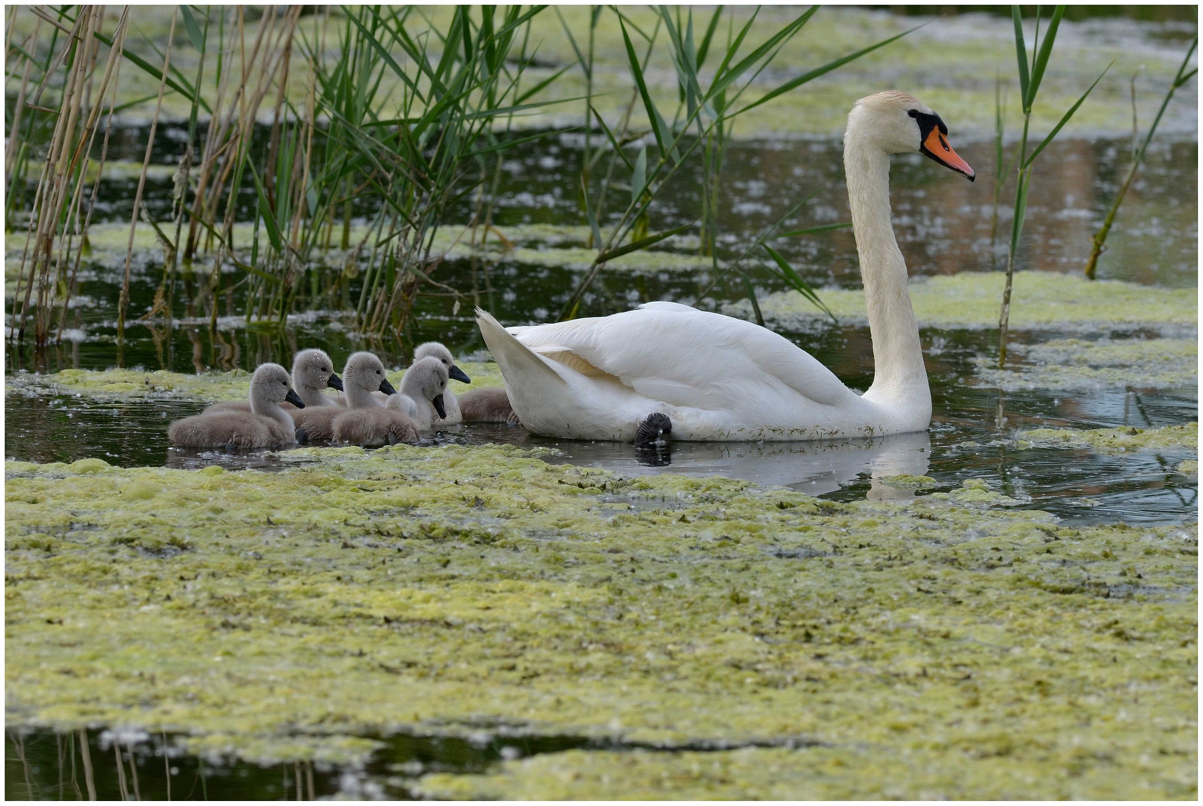 Mute Swan...