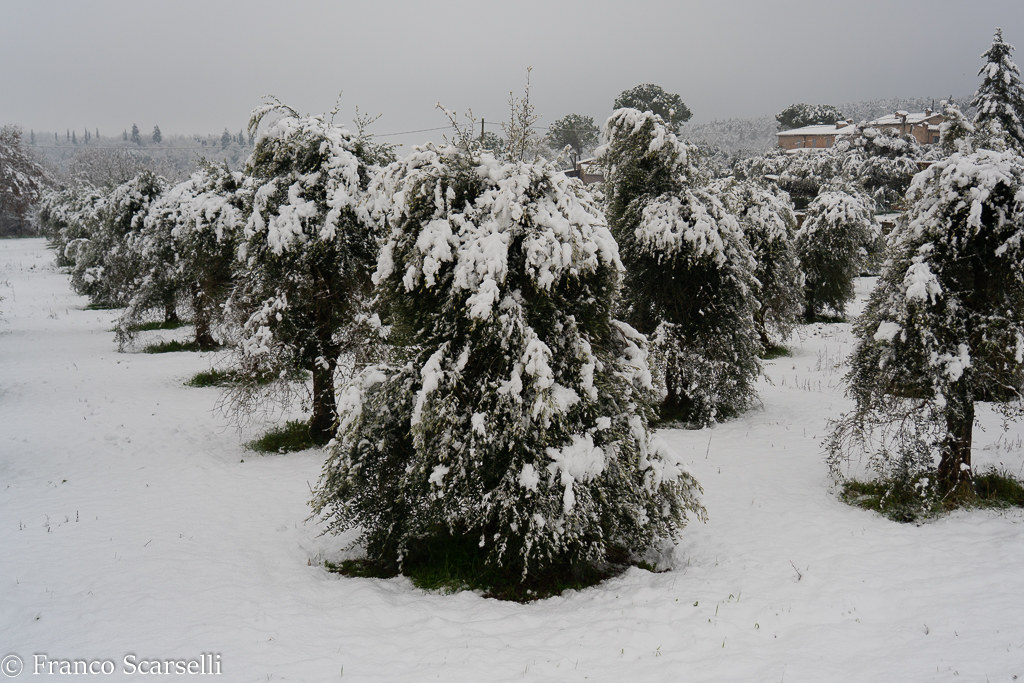 Olive trees or fir trees?...