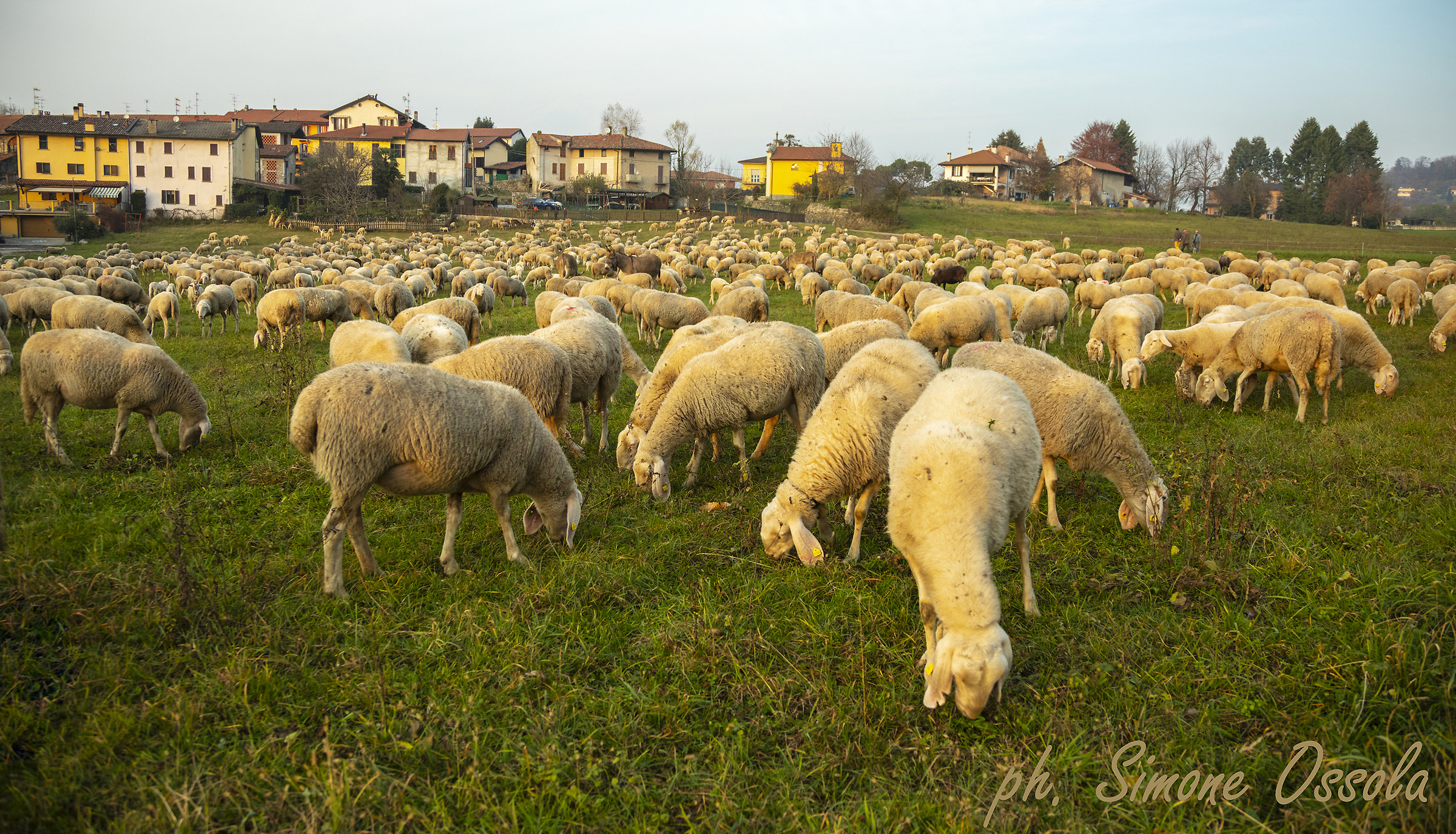 To Vegonno... Sheep grazing...