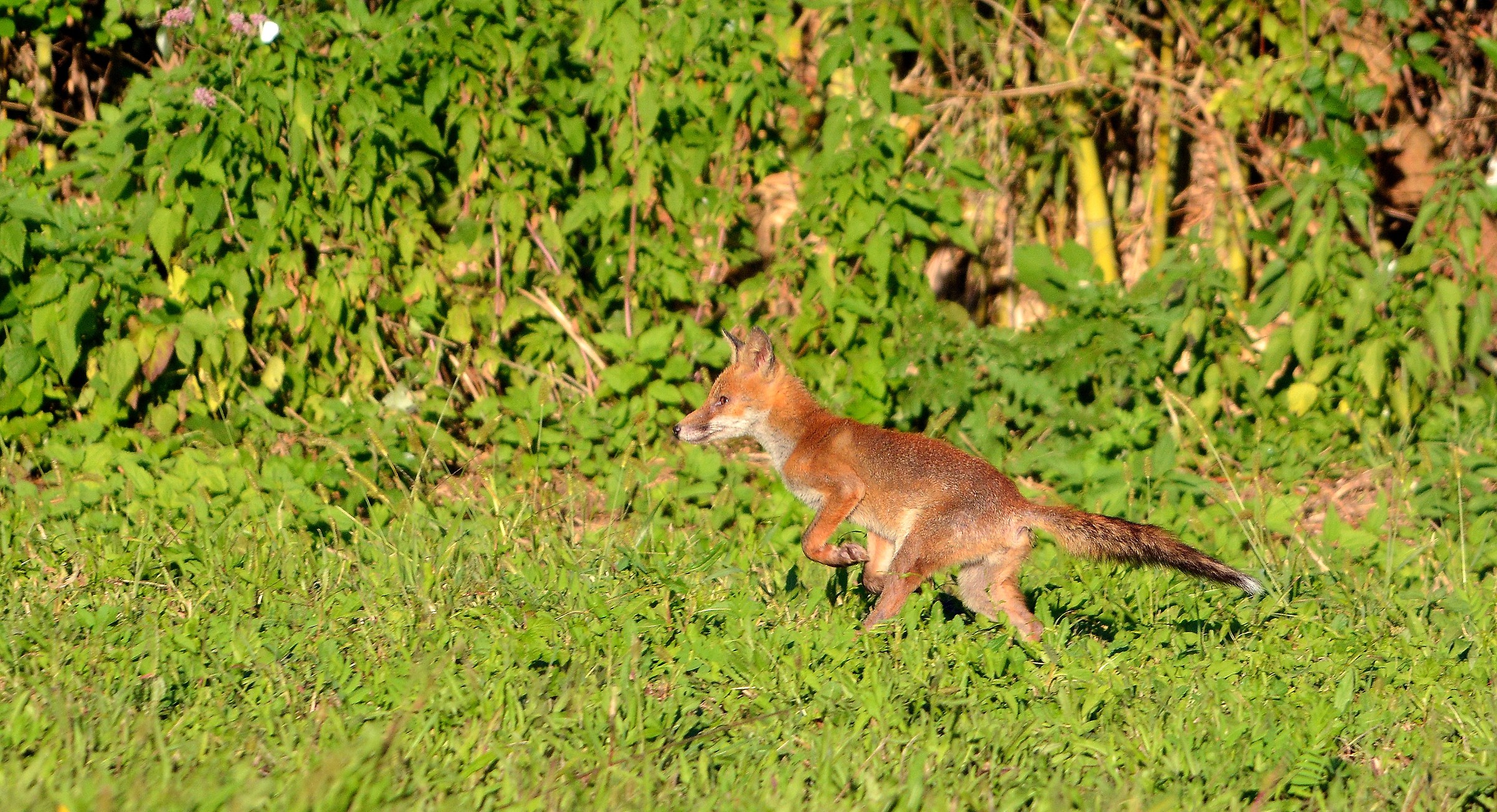 Fox in hunting...