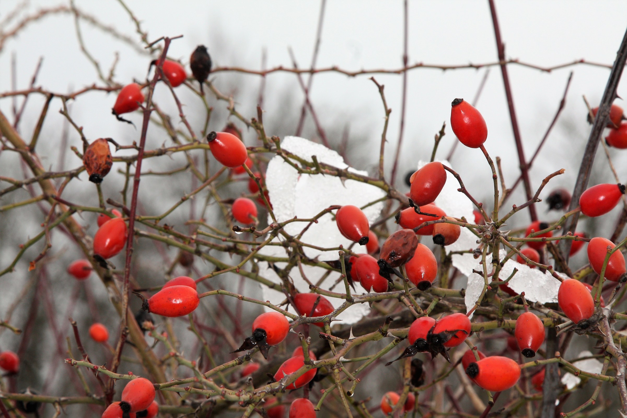 Rosehip Berries...
