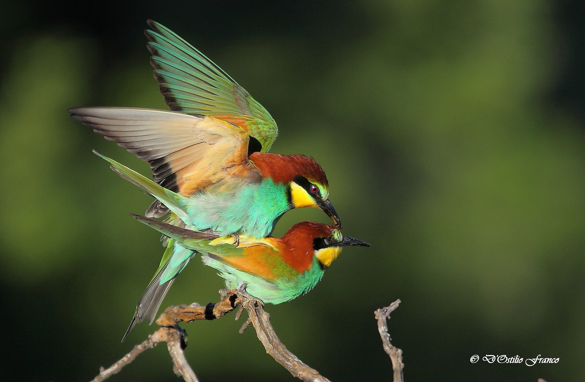 Bee-eaters in love....