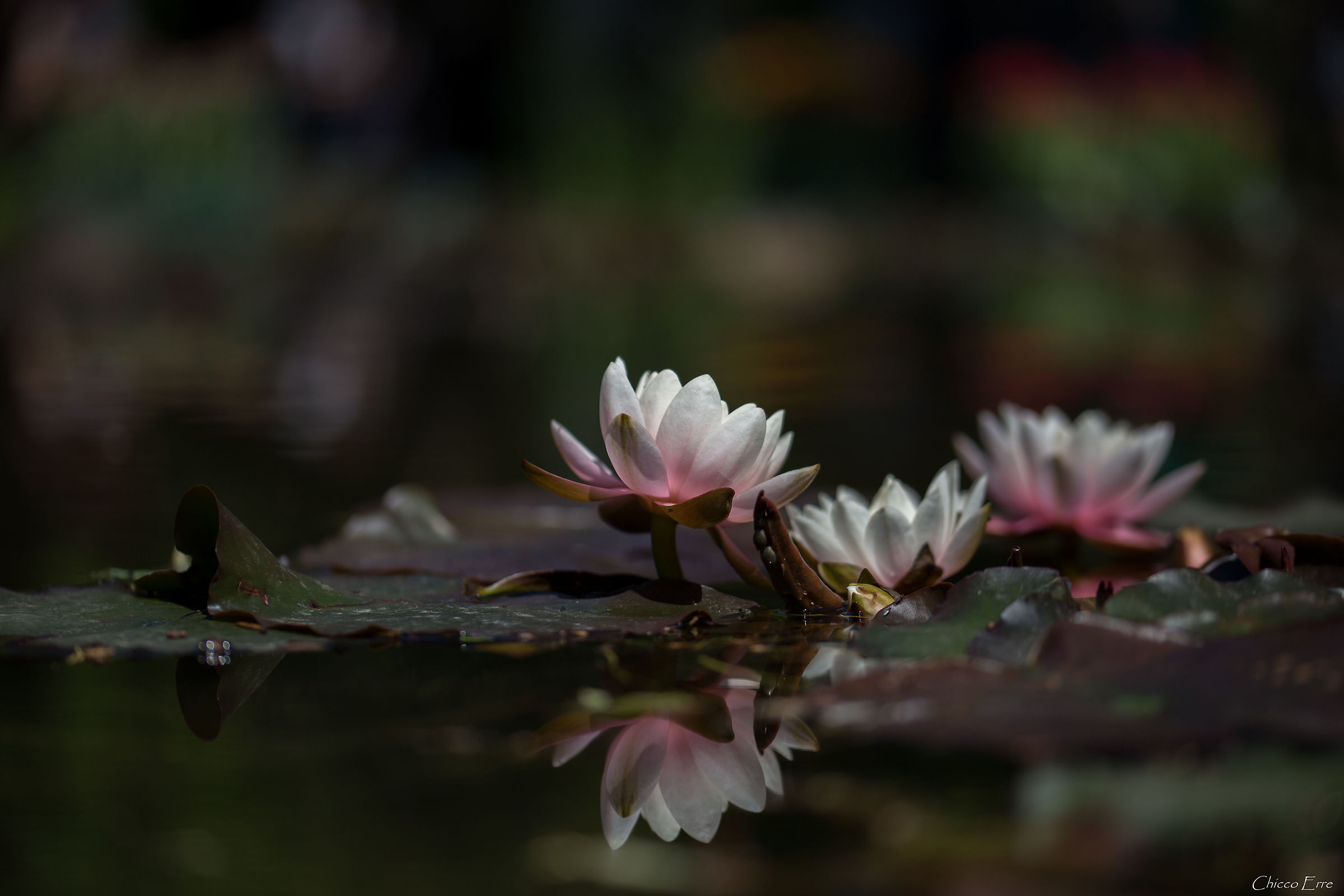 Water lilies...
