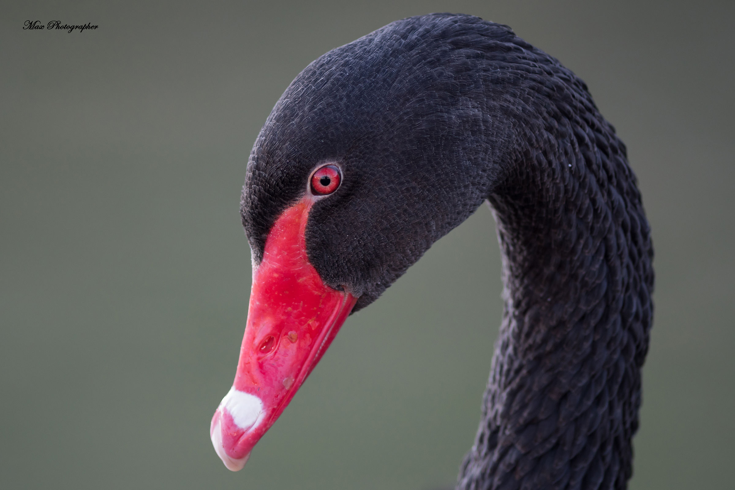 Portrait of the black swan...