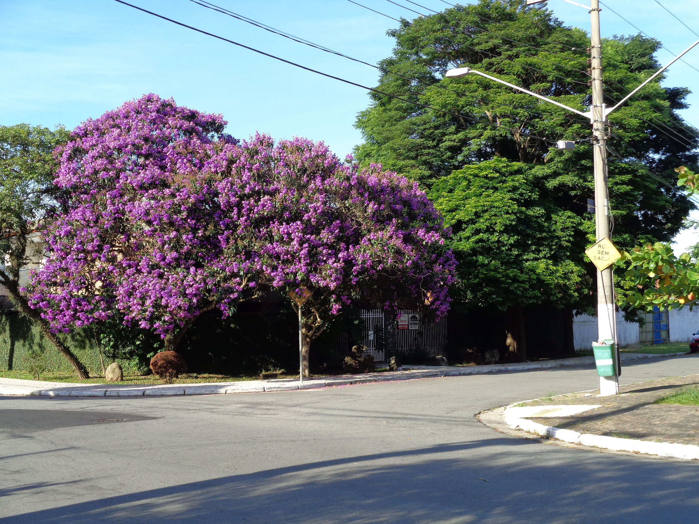 Tipica flora di Sao Paulo...