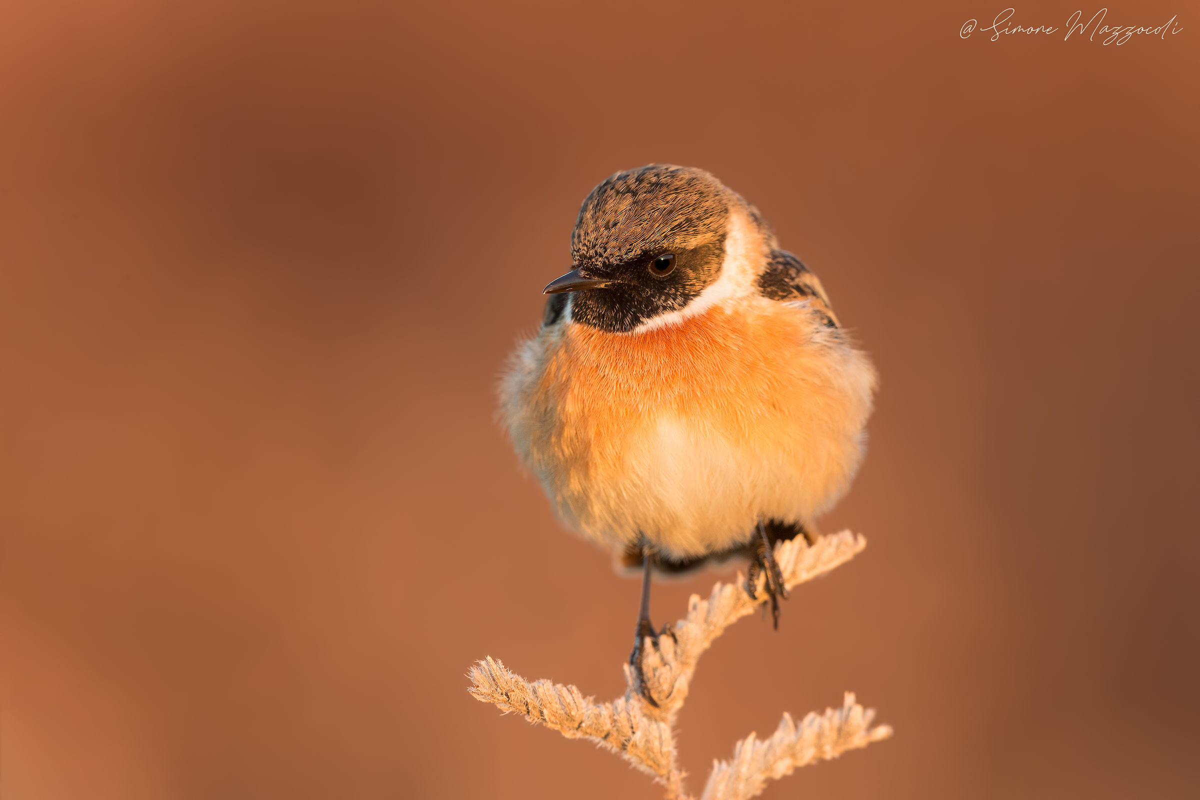 Stonechat...