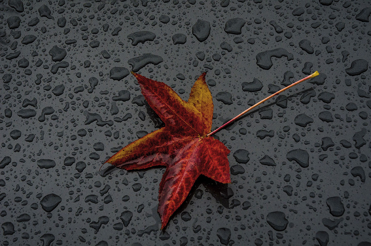 Autumn Leaf, Maple...