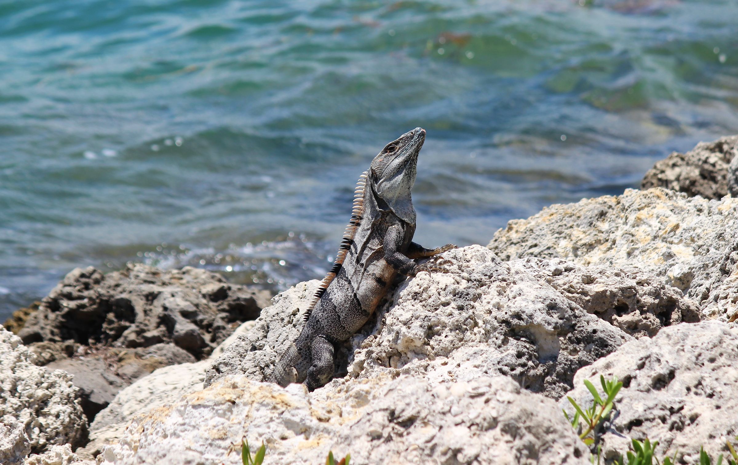 black spniny tailed iguana...