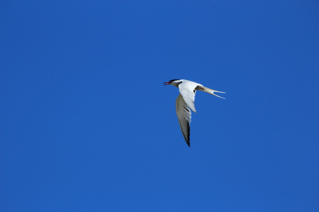 Camargue 04...