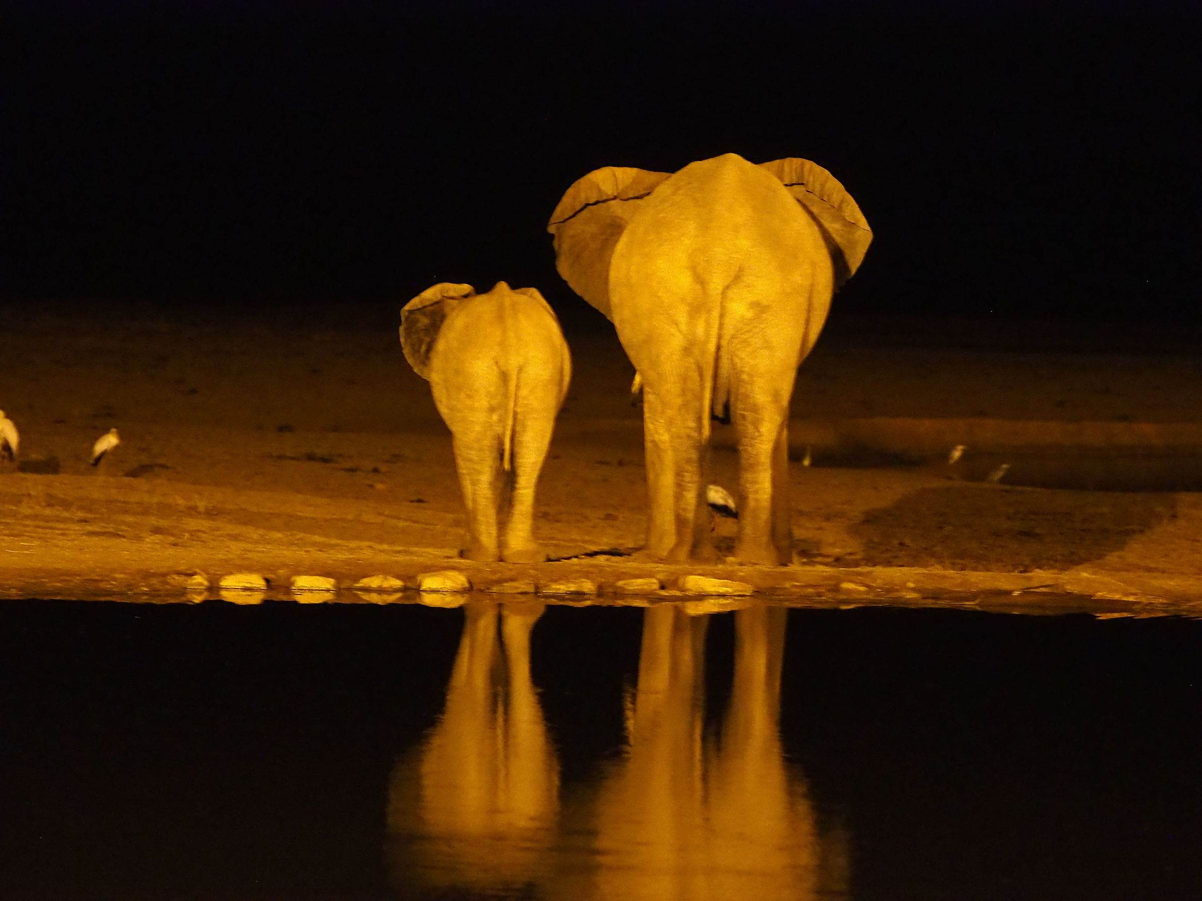 Nocturnal elephants...