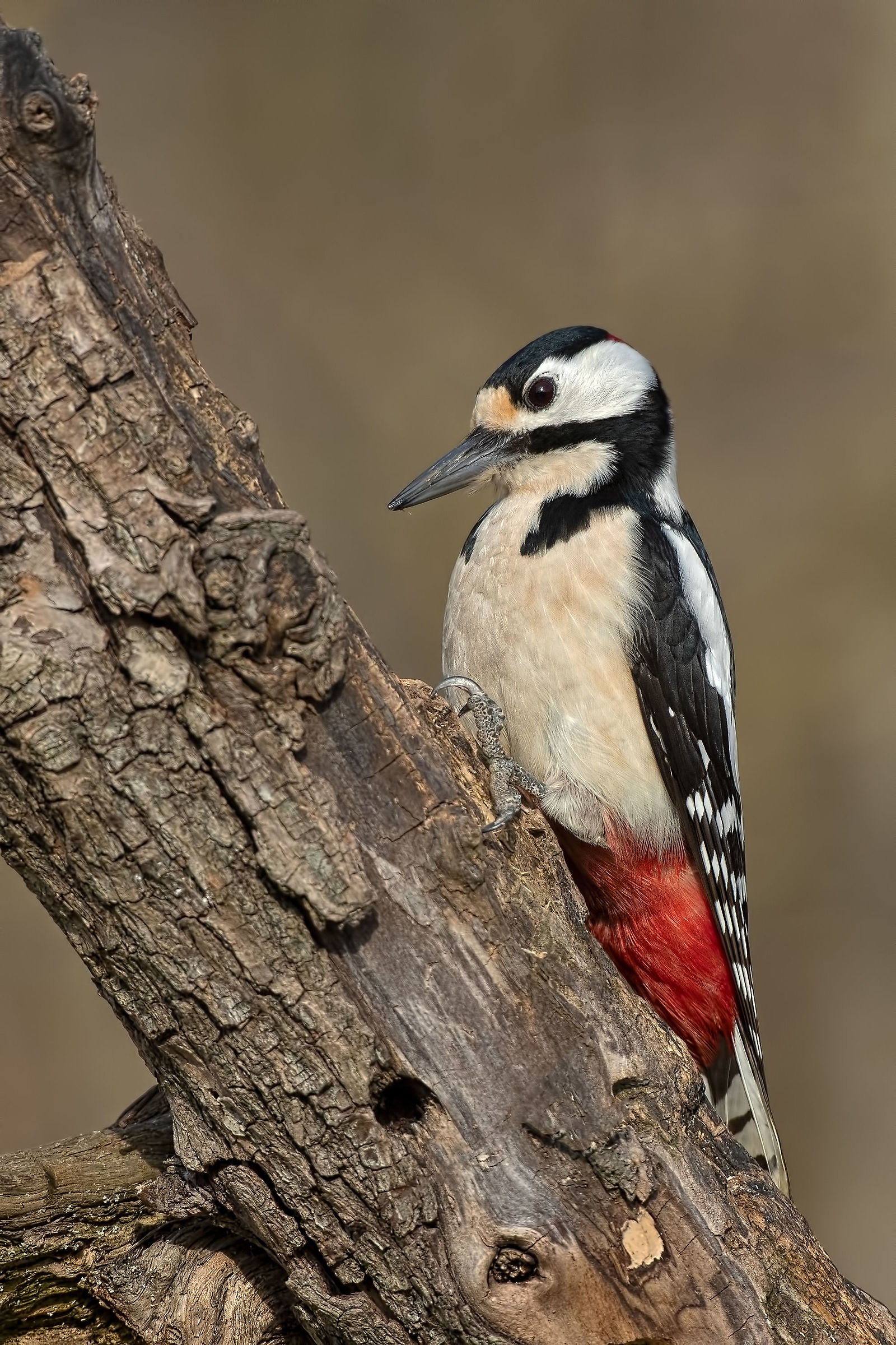 Senior Woodpeckers-Winter 2019...