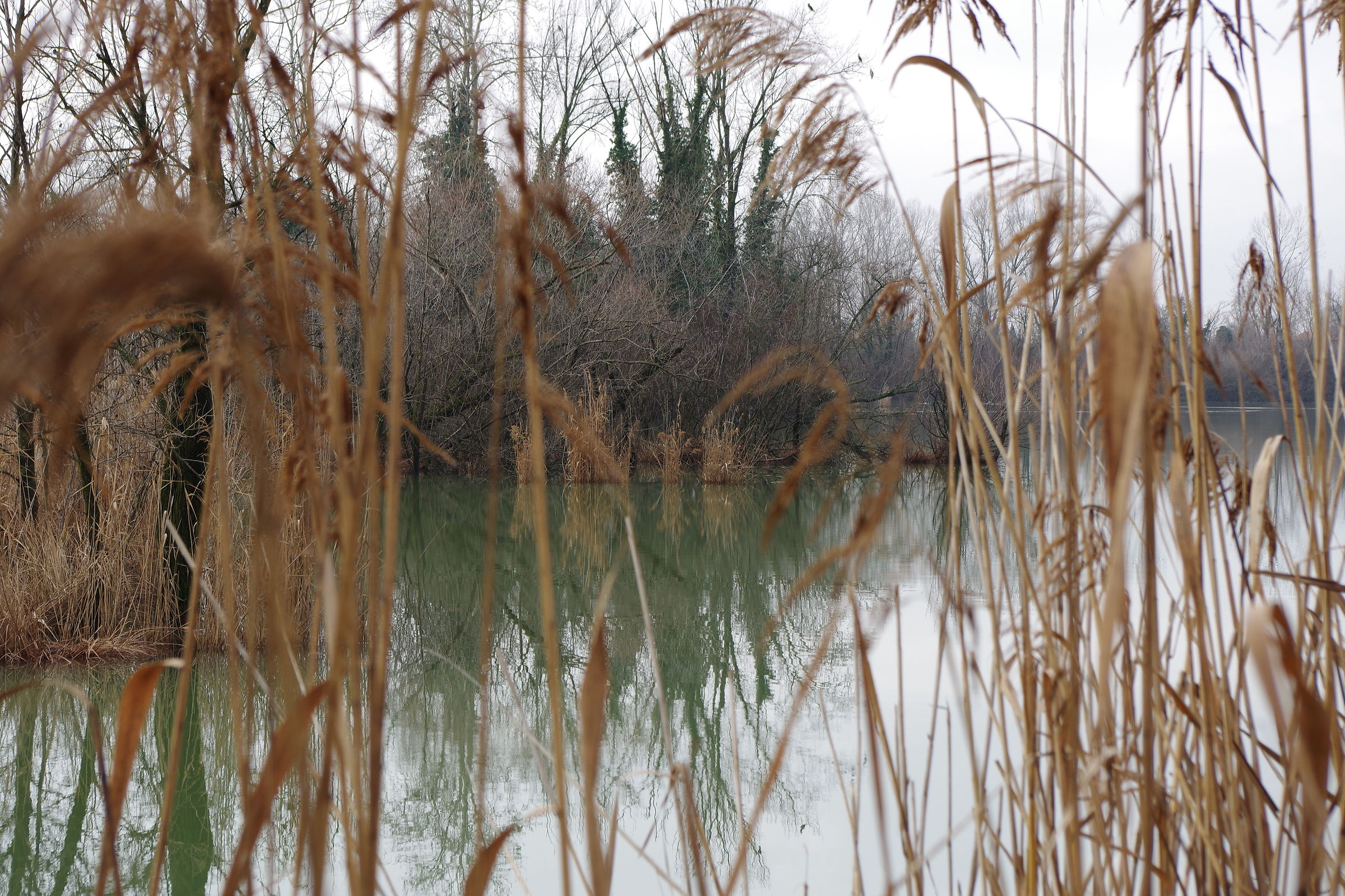 The lake beyond the reed beds...
