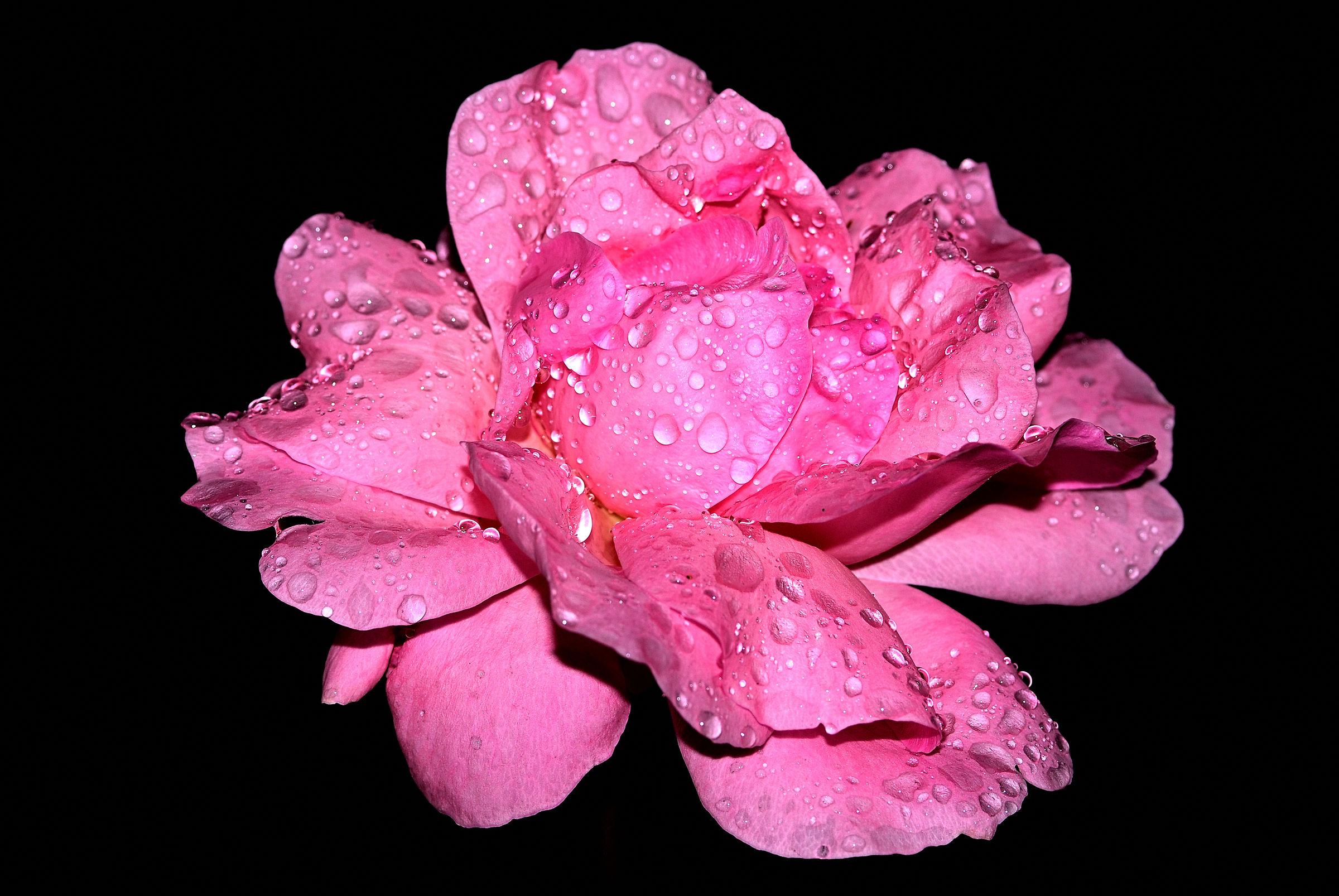 Rosa... pink ...