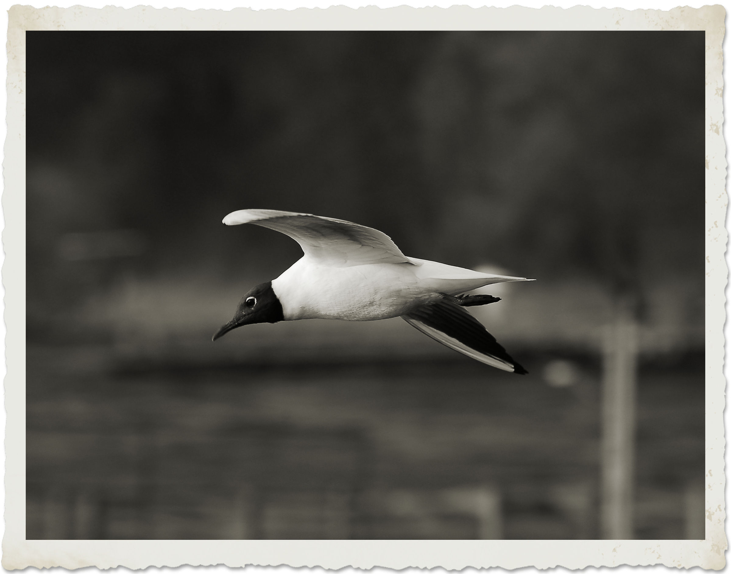 Viverone-BN-Viverone...
