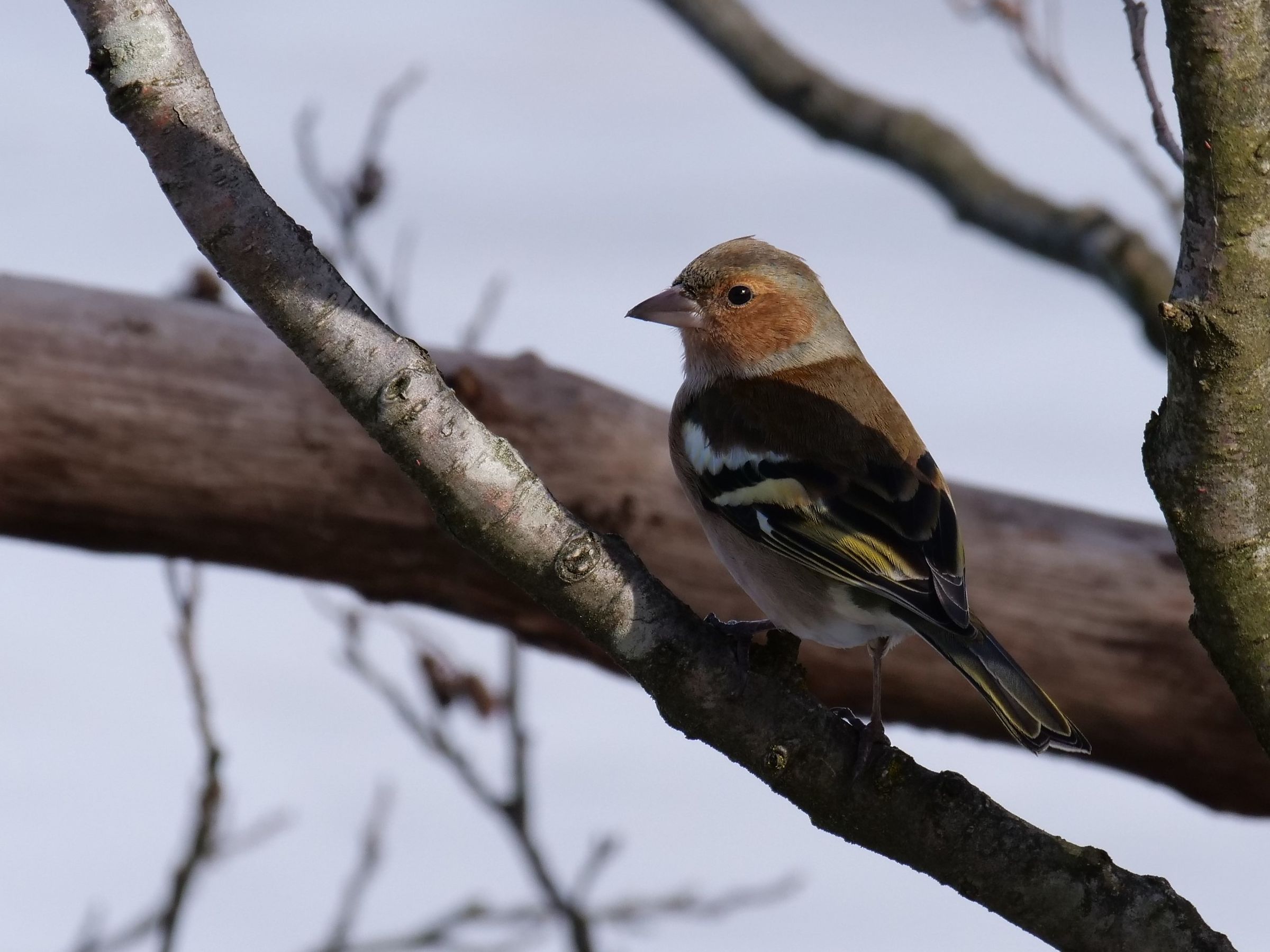 Finches (Fringilla coelebs)...