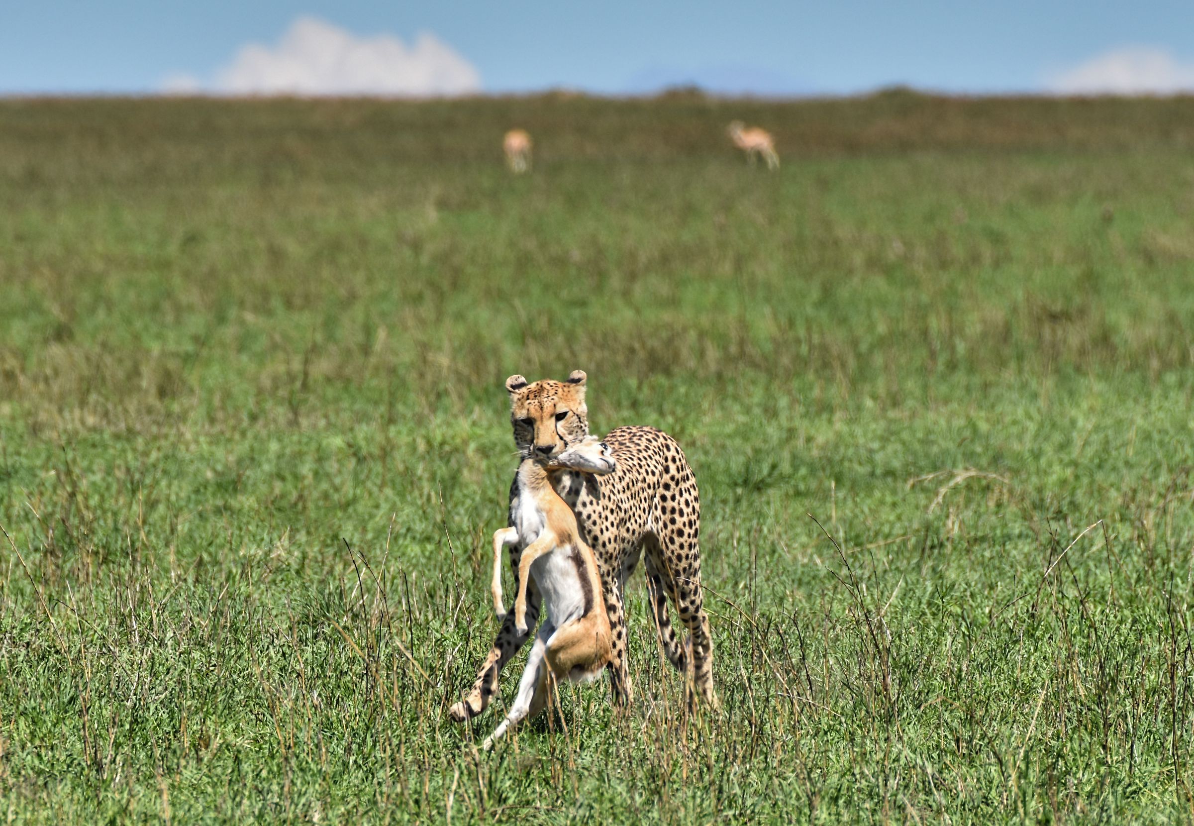 Cheetah Post attack...