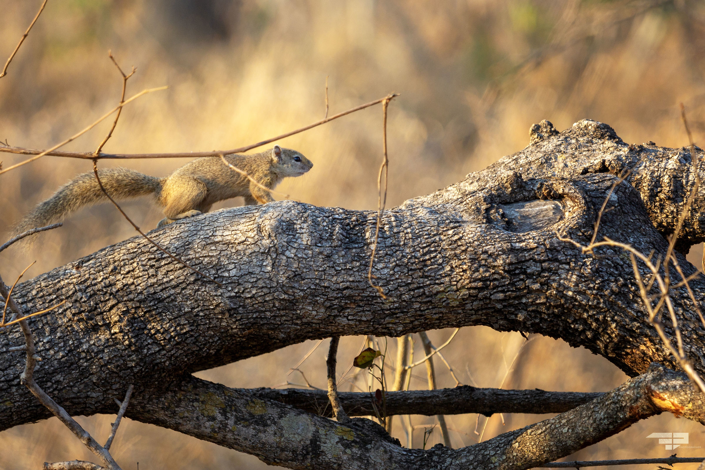 South African Squirrel...