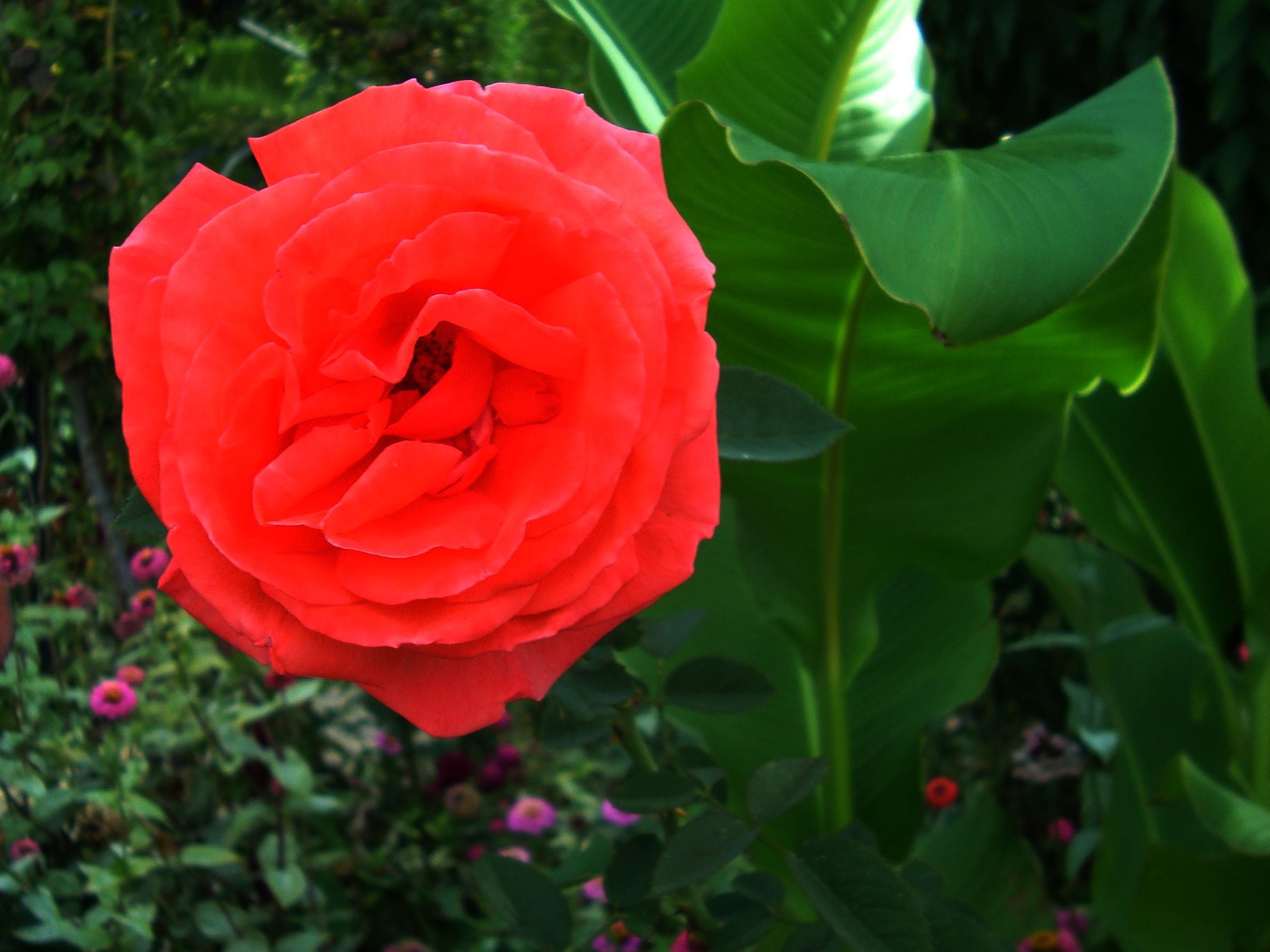 A flower of the Alambra garden-Granada...