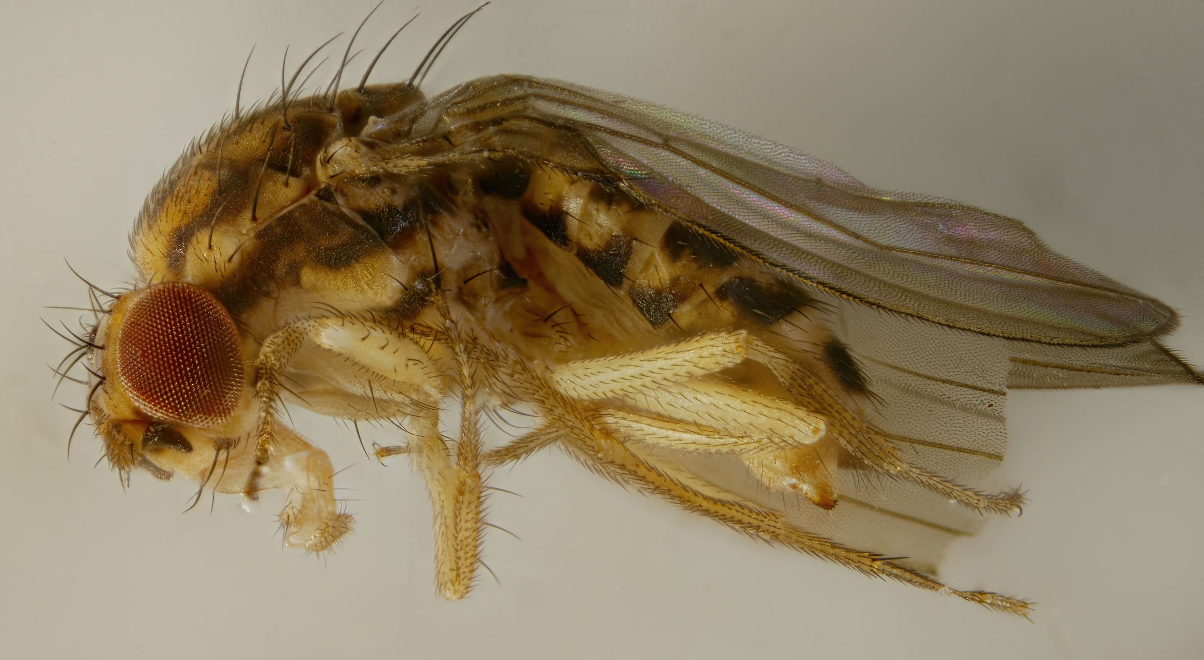 Fruit fly Drosophila melanogaster...