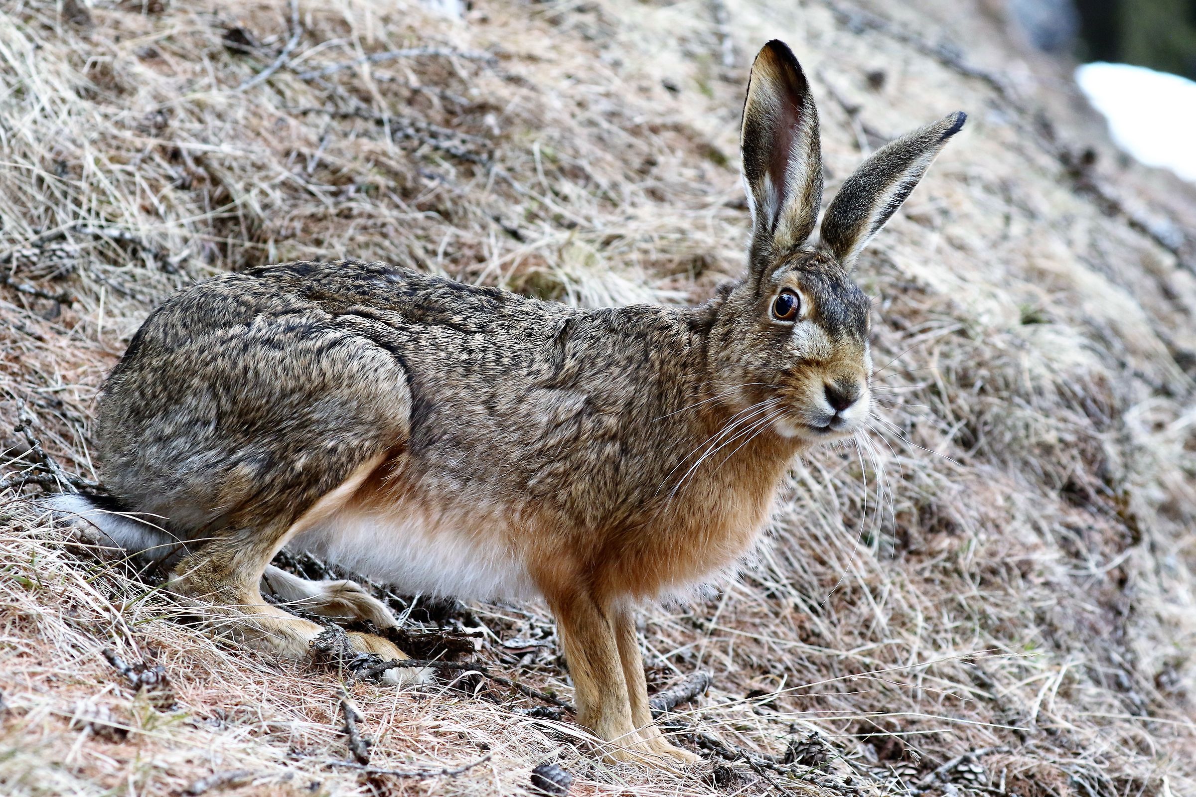 Common Hare (Lepus europaeus)...
