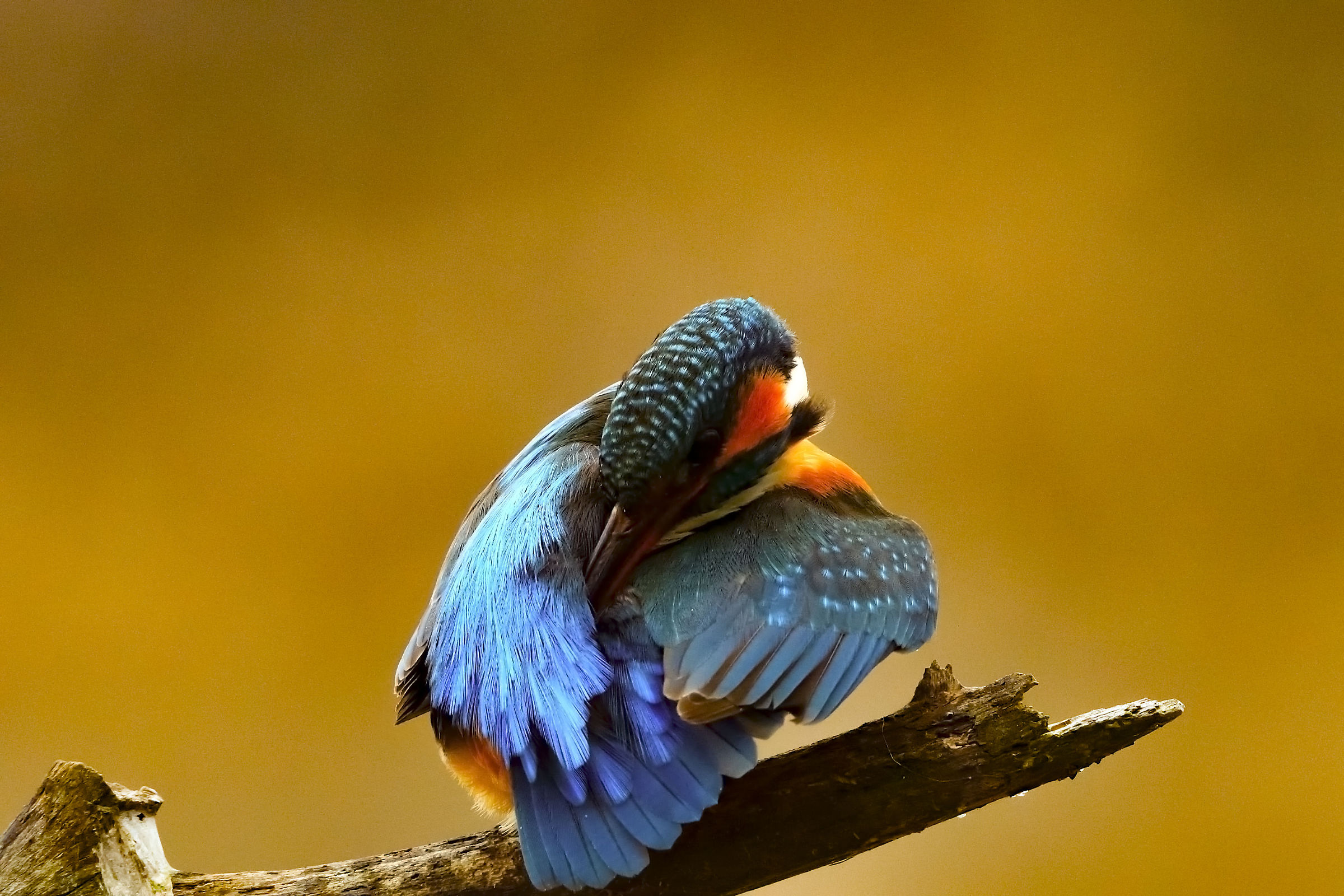 Kingfisher-Alcedo atthis (housekeeping)...