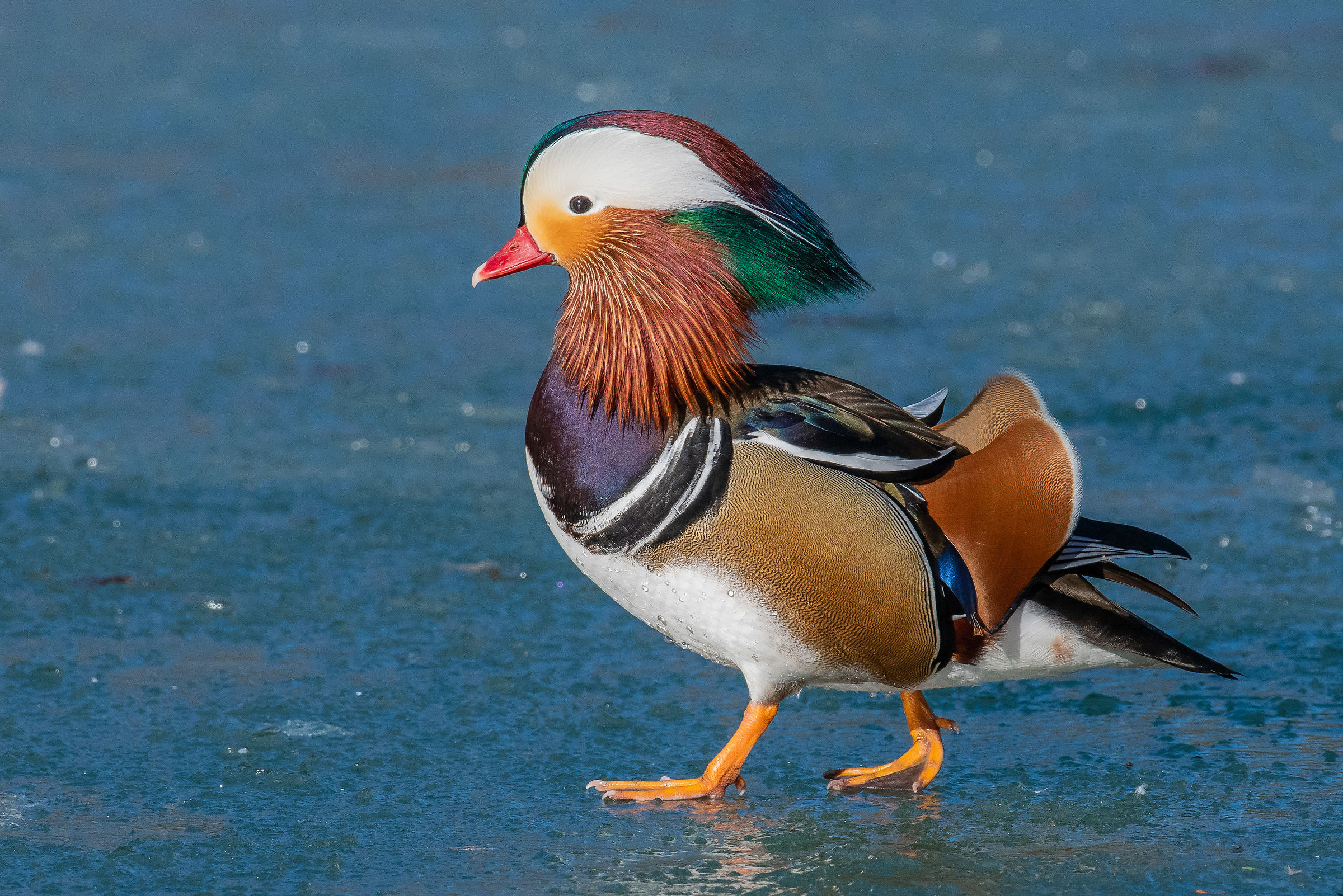 Mandarin Duck walking on ice...