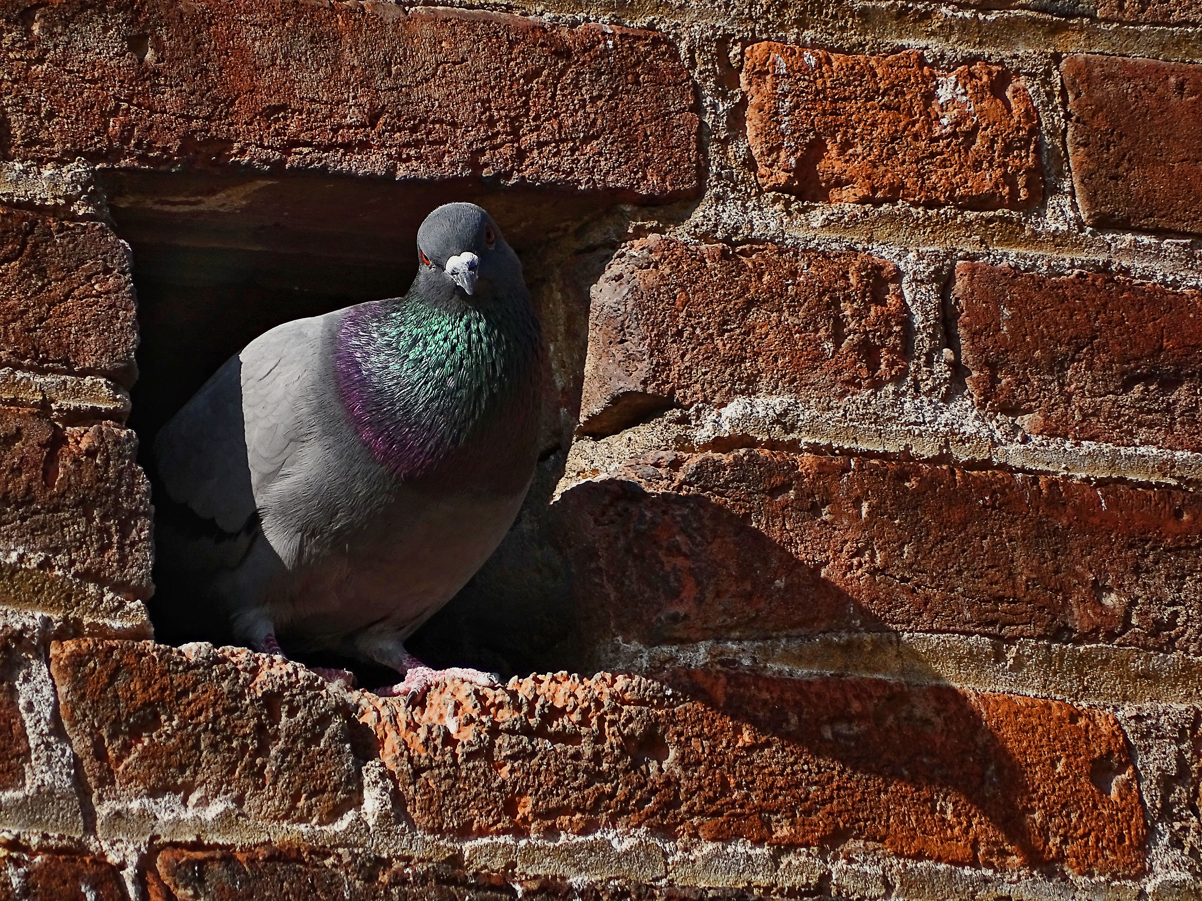 Pigeon Curious...