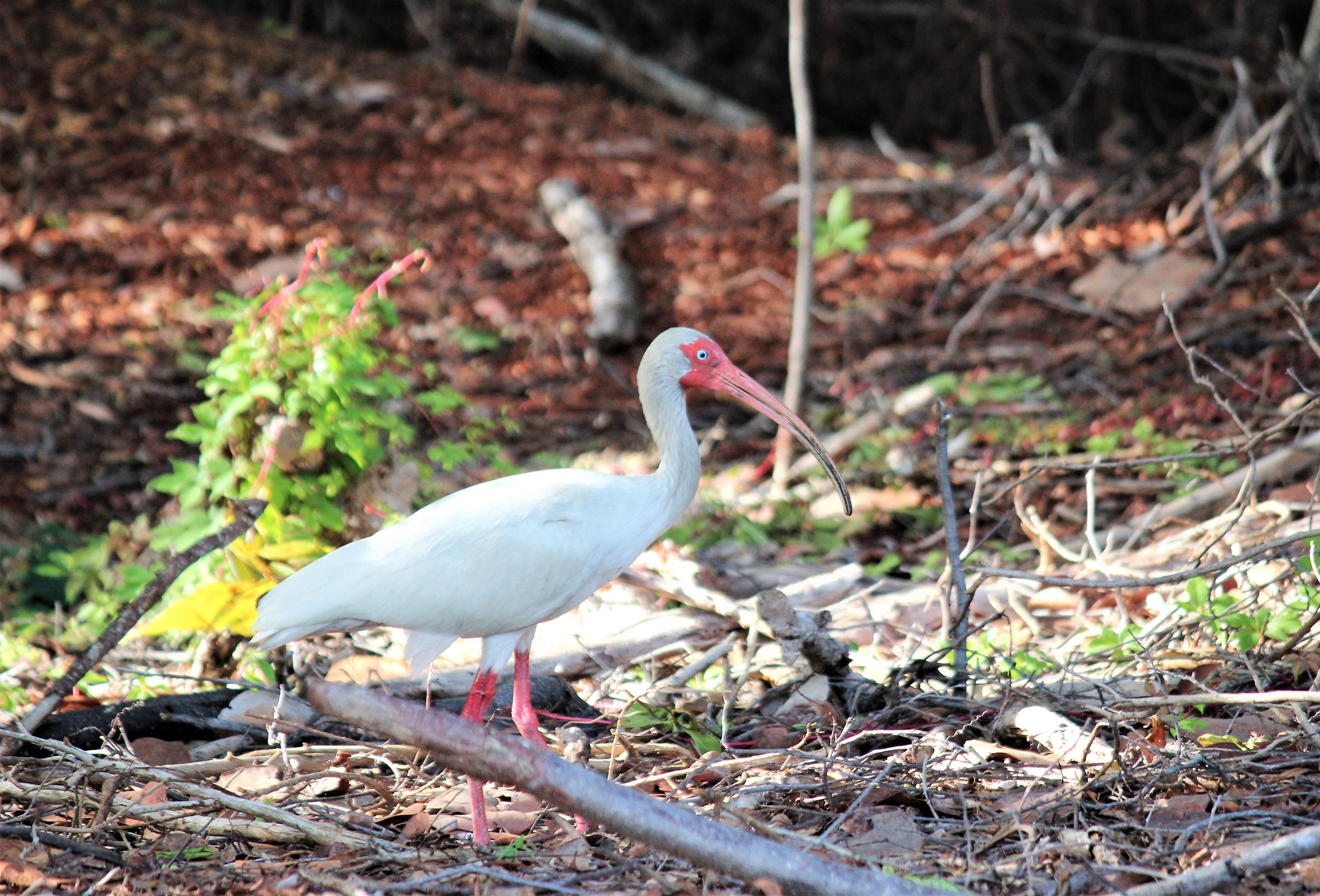 White Ibis-Key Biscayne-Miami...