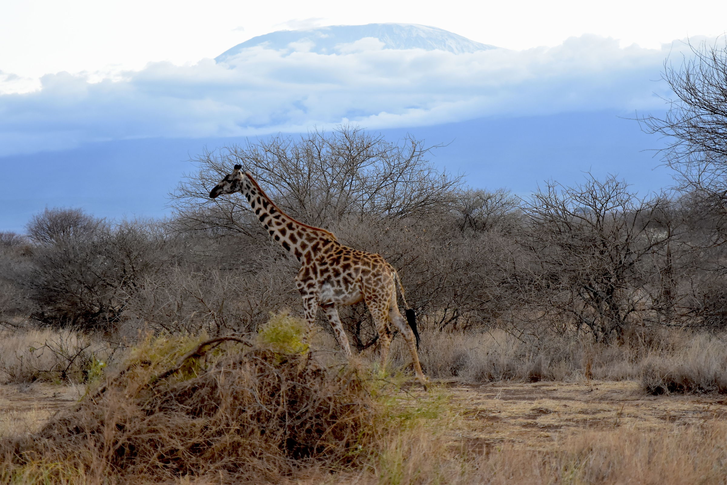 At the foot of Kilimanjaro-Amboseli National Park...