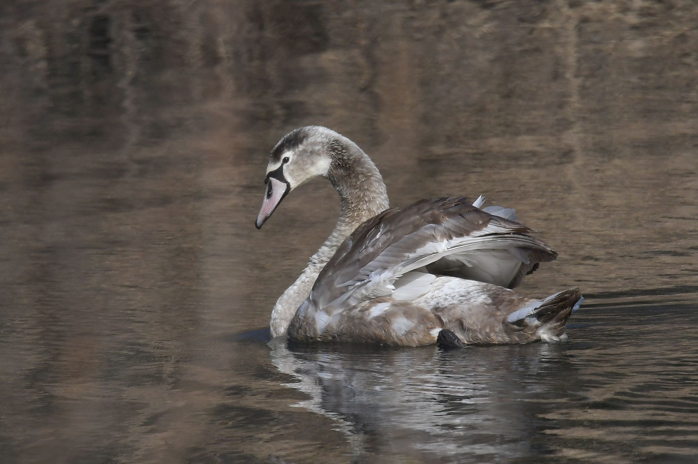 Young Swan...
