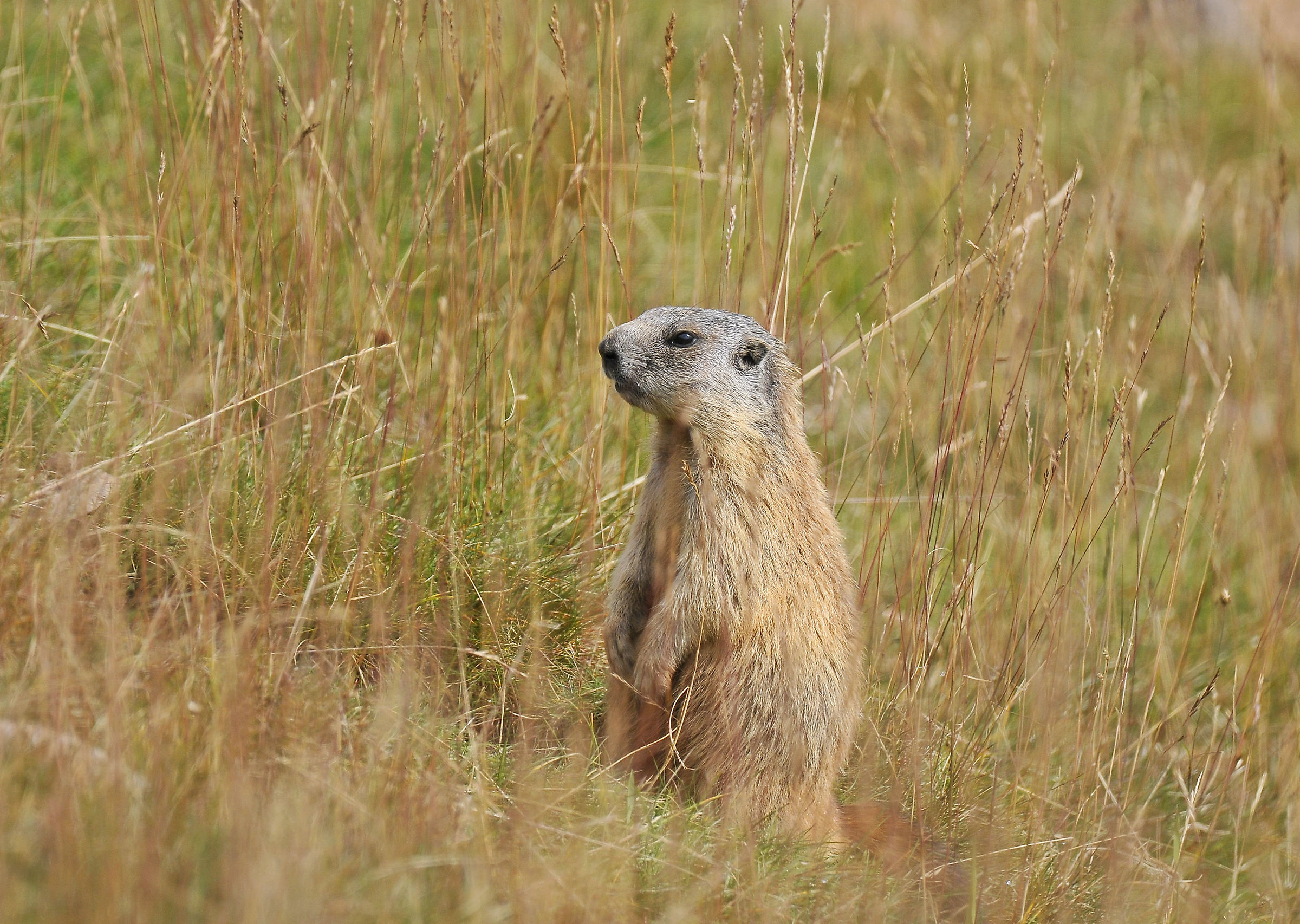 Marmotta (Marmot)...