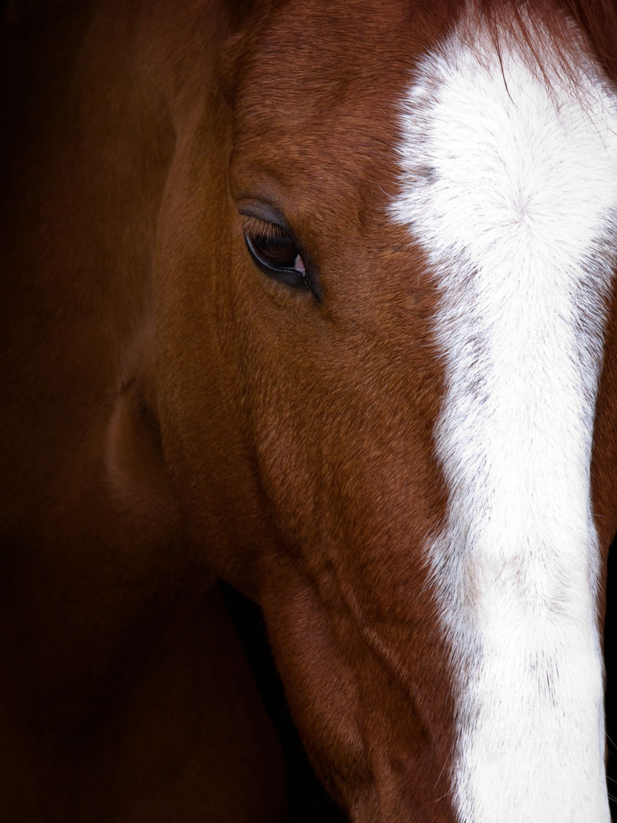 Horse Portrait...