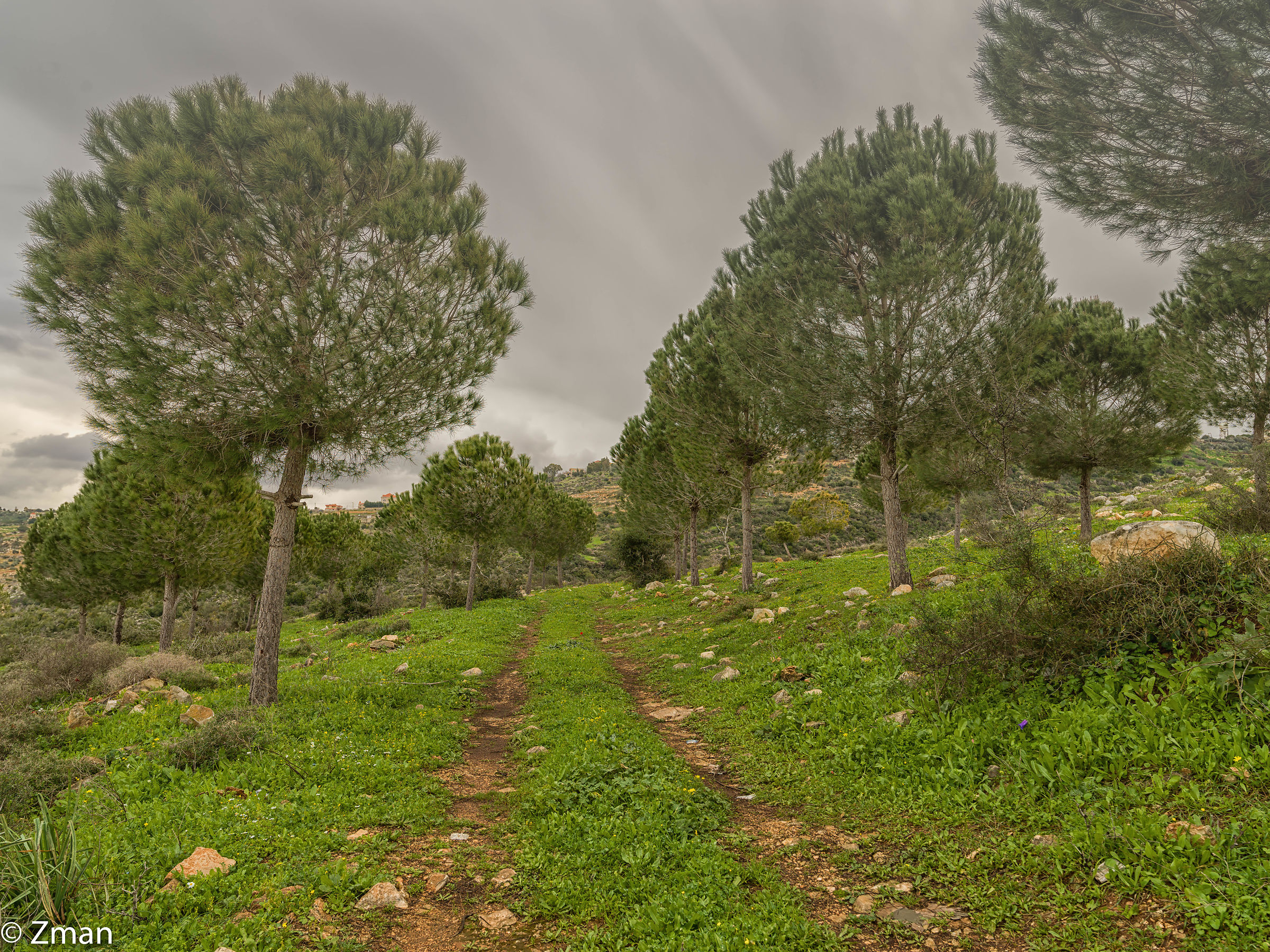 Alberi...