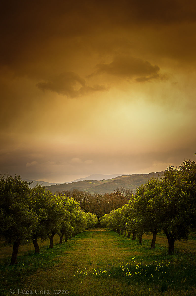Olive grove...