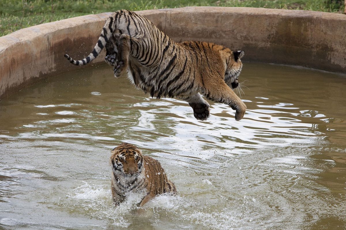 tigre 5...