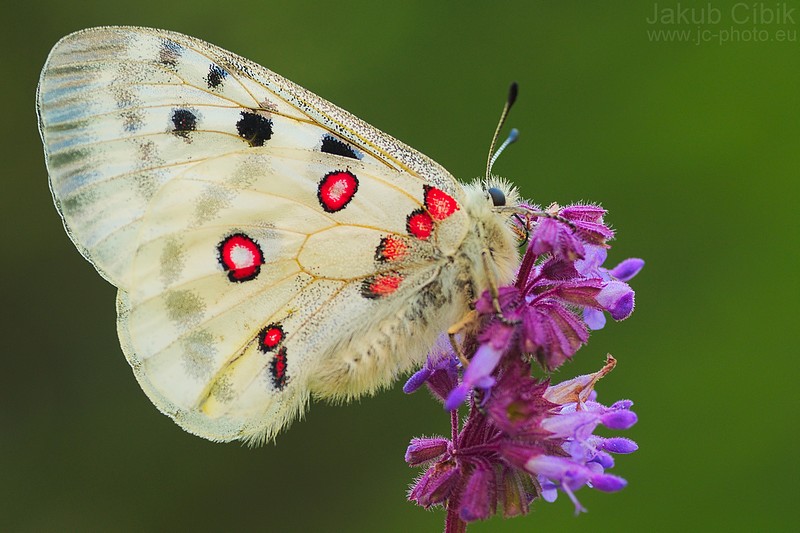Parnassius apollo...