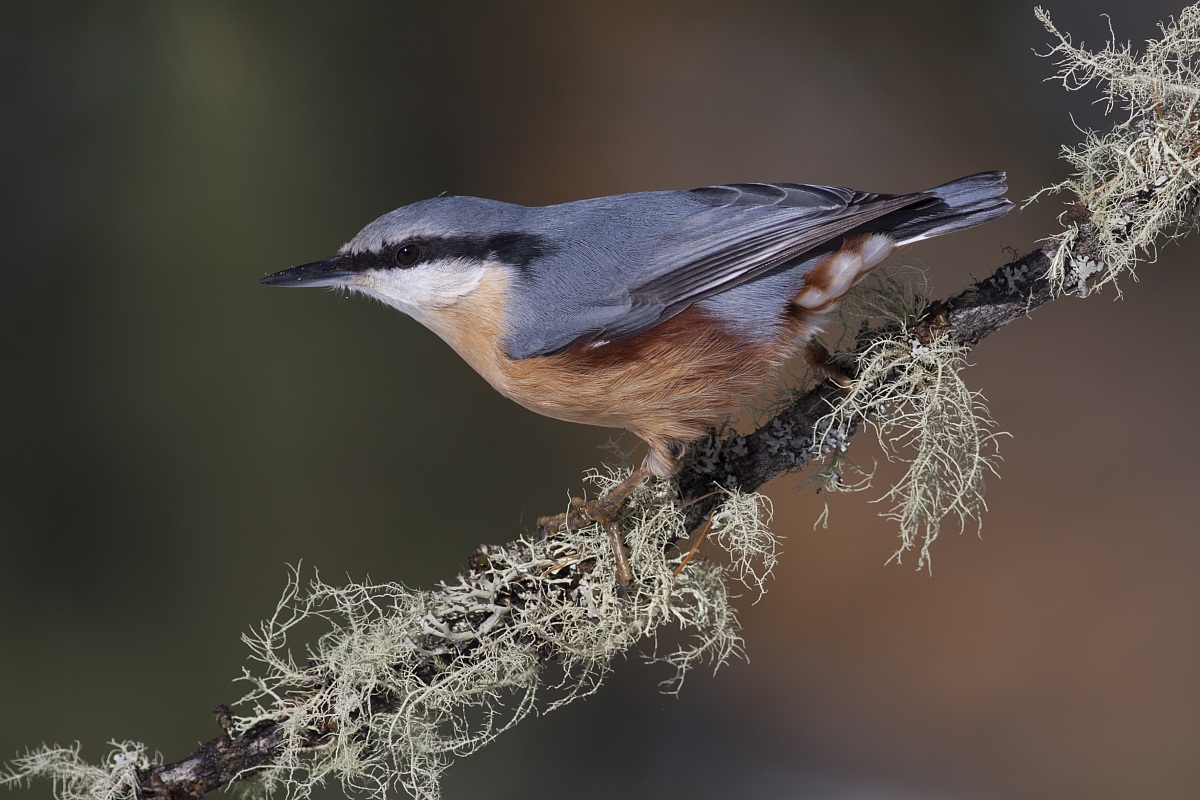 wallcreeper...