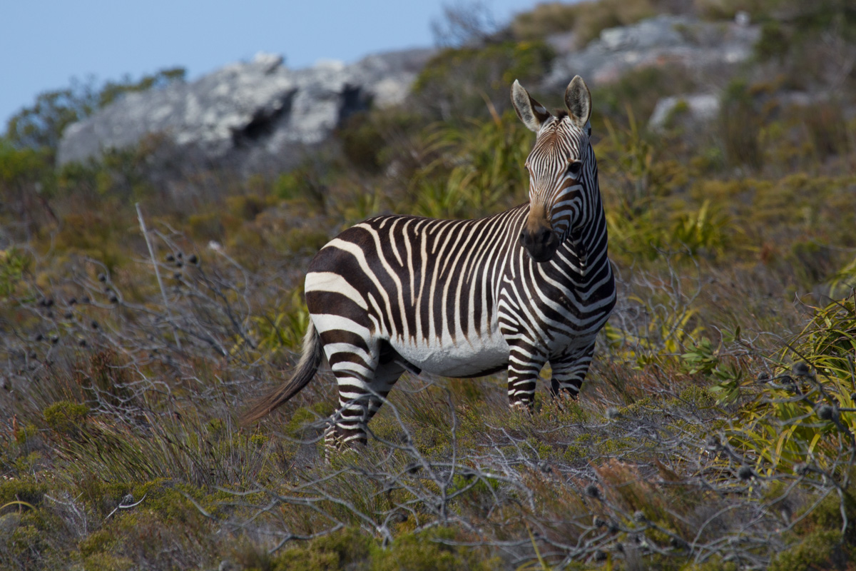 Zebra a Cape Point (Cape of Good Hope)...
