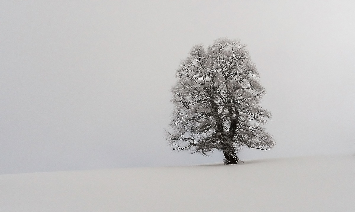 il senso dell'albero per la neve...