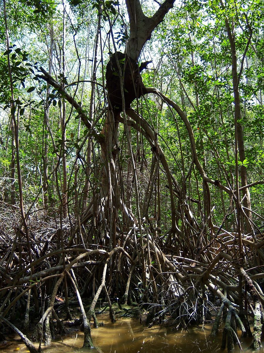 Mangroves and termite...