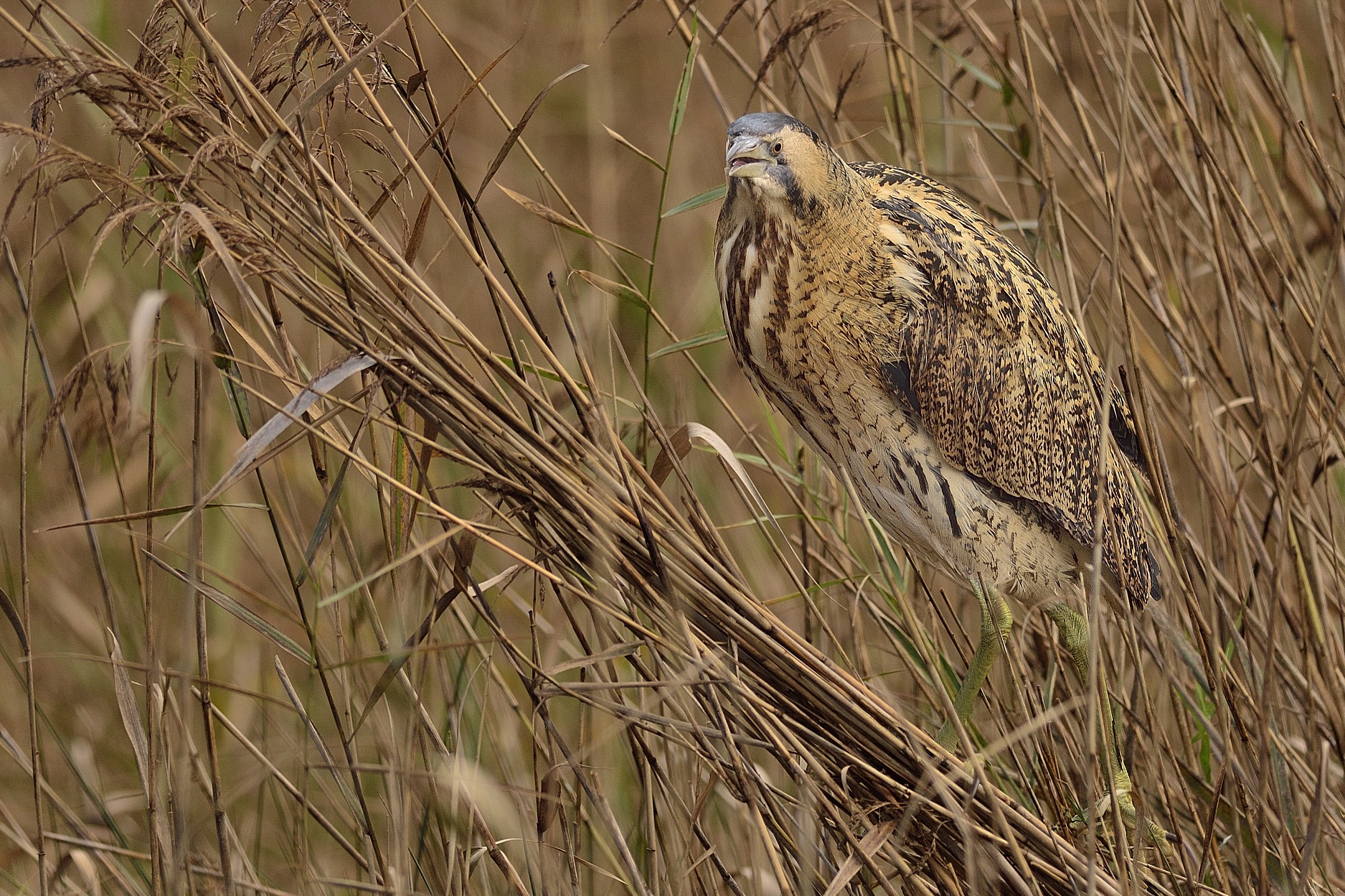 Bittern...
