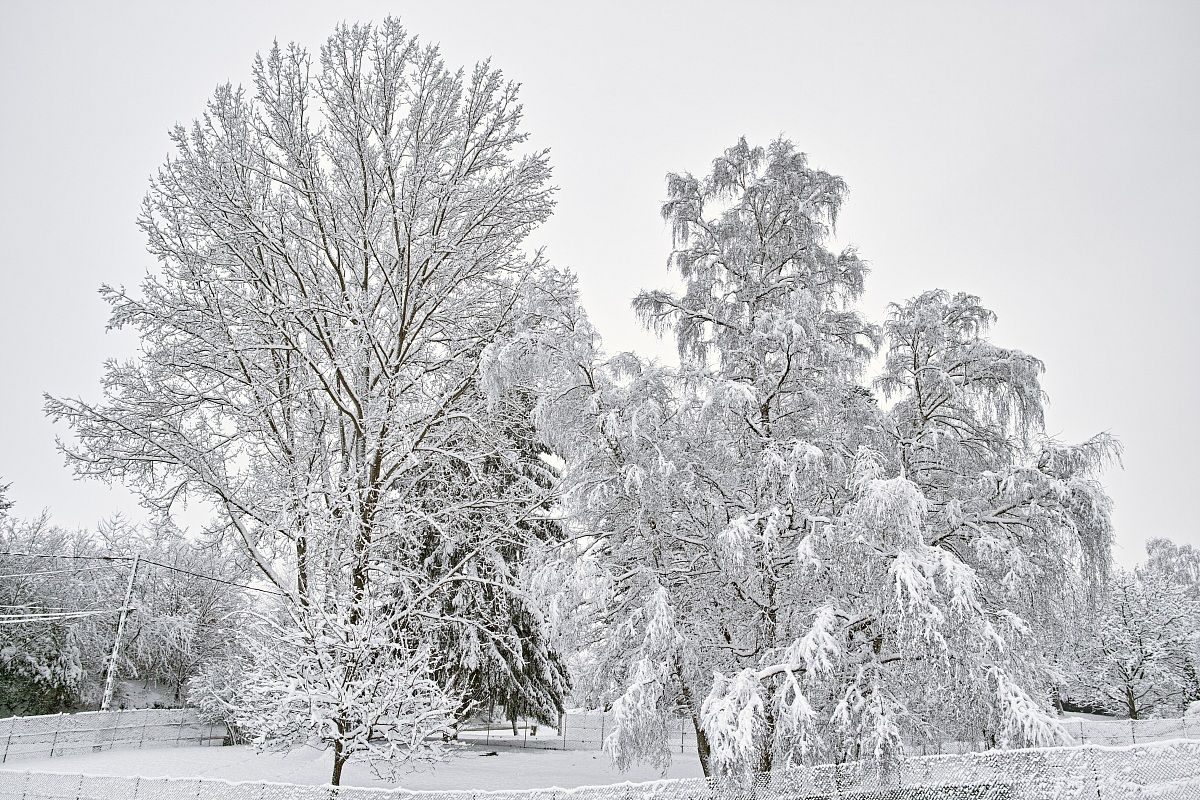Snowy trees in detail...