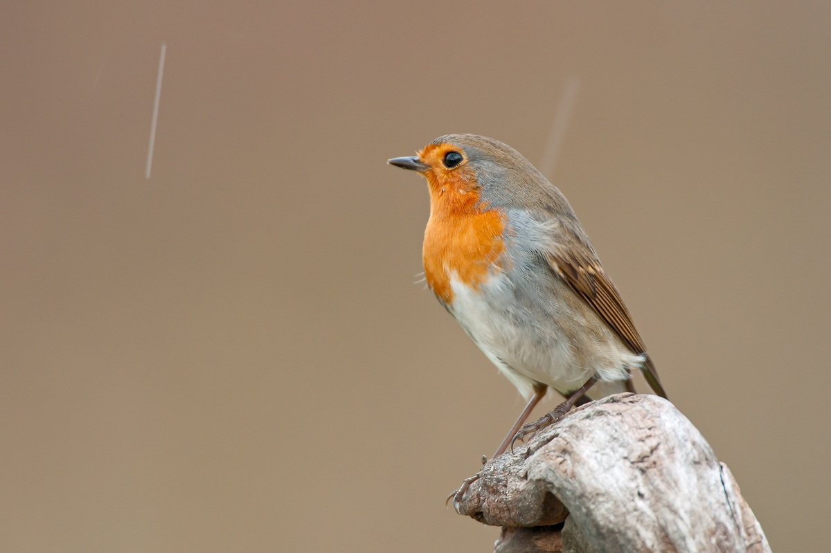 Robin in the snow flakes...