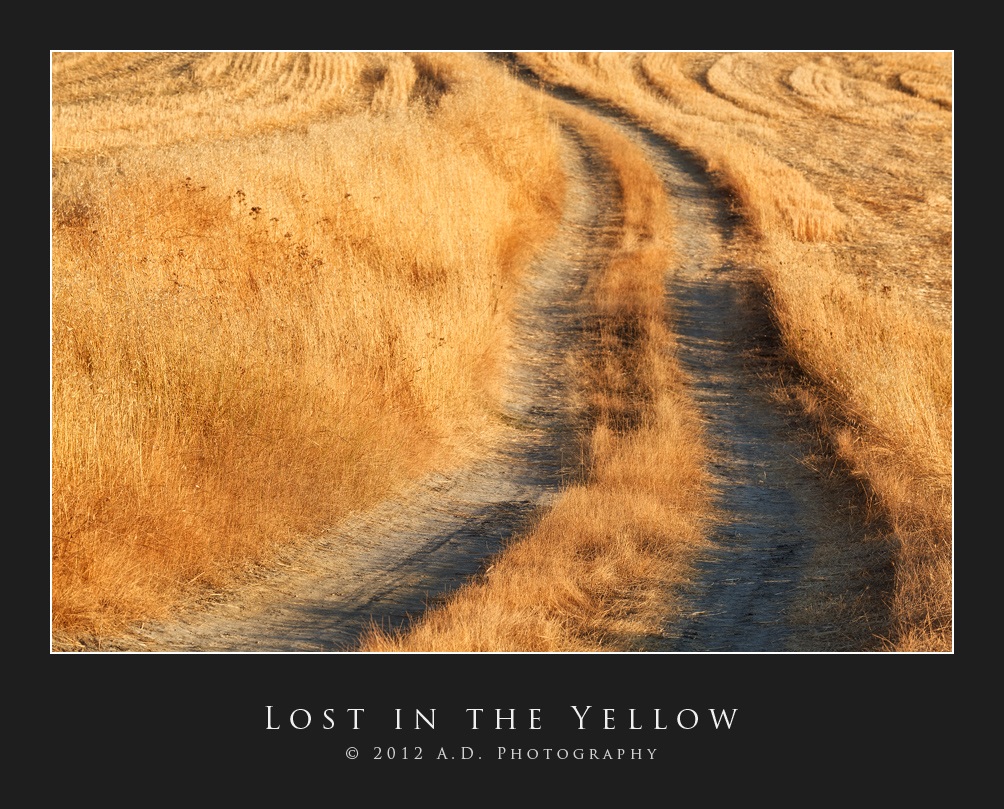 Lost in the Yellow...