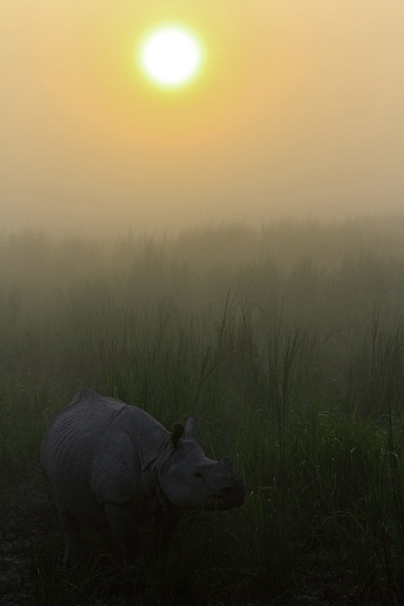 Rhino in the mist...