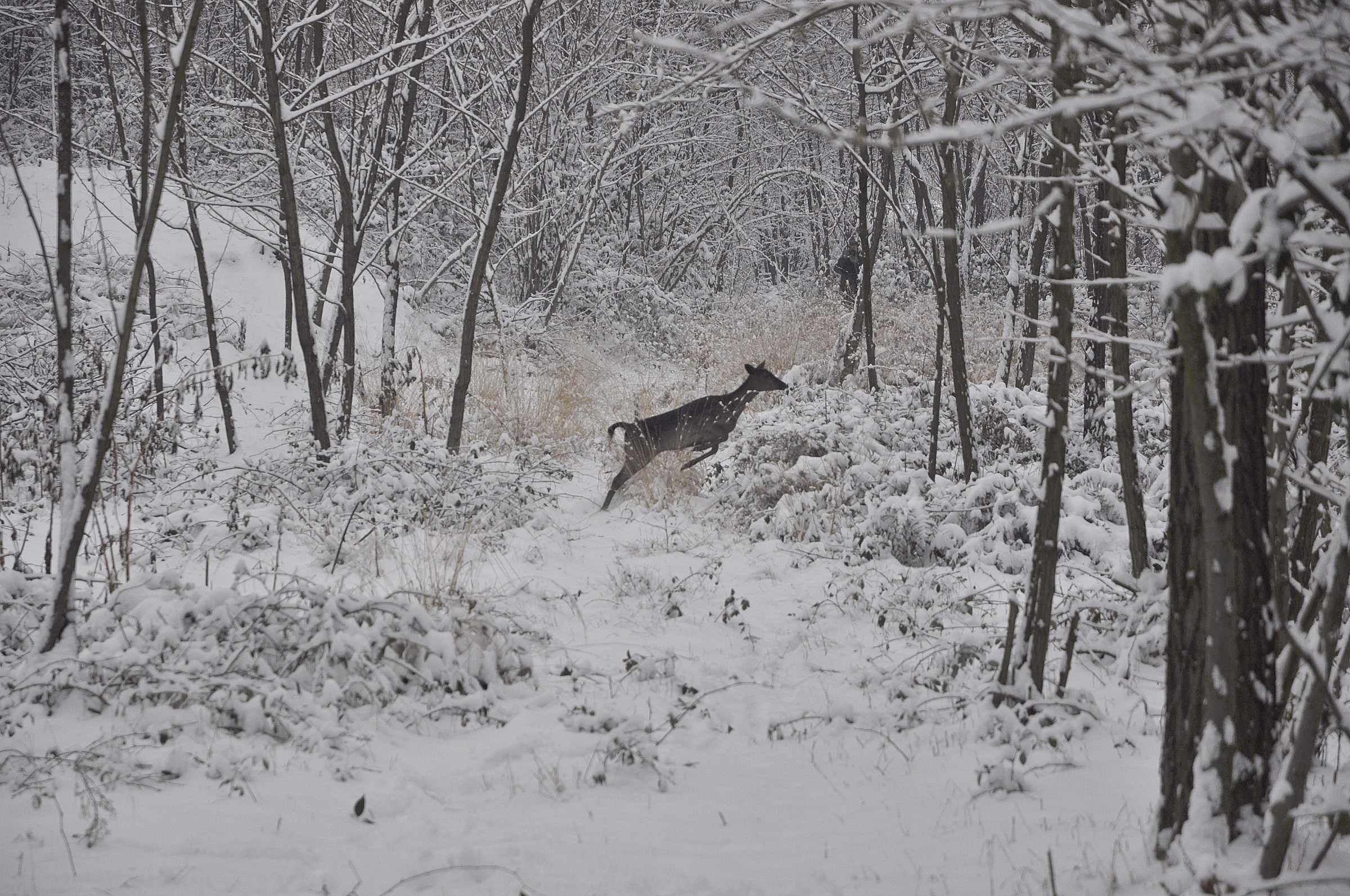 Deer in the snow...